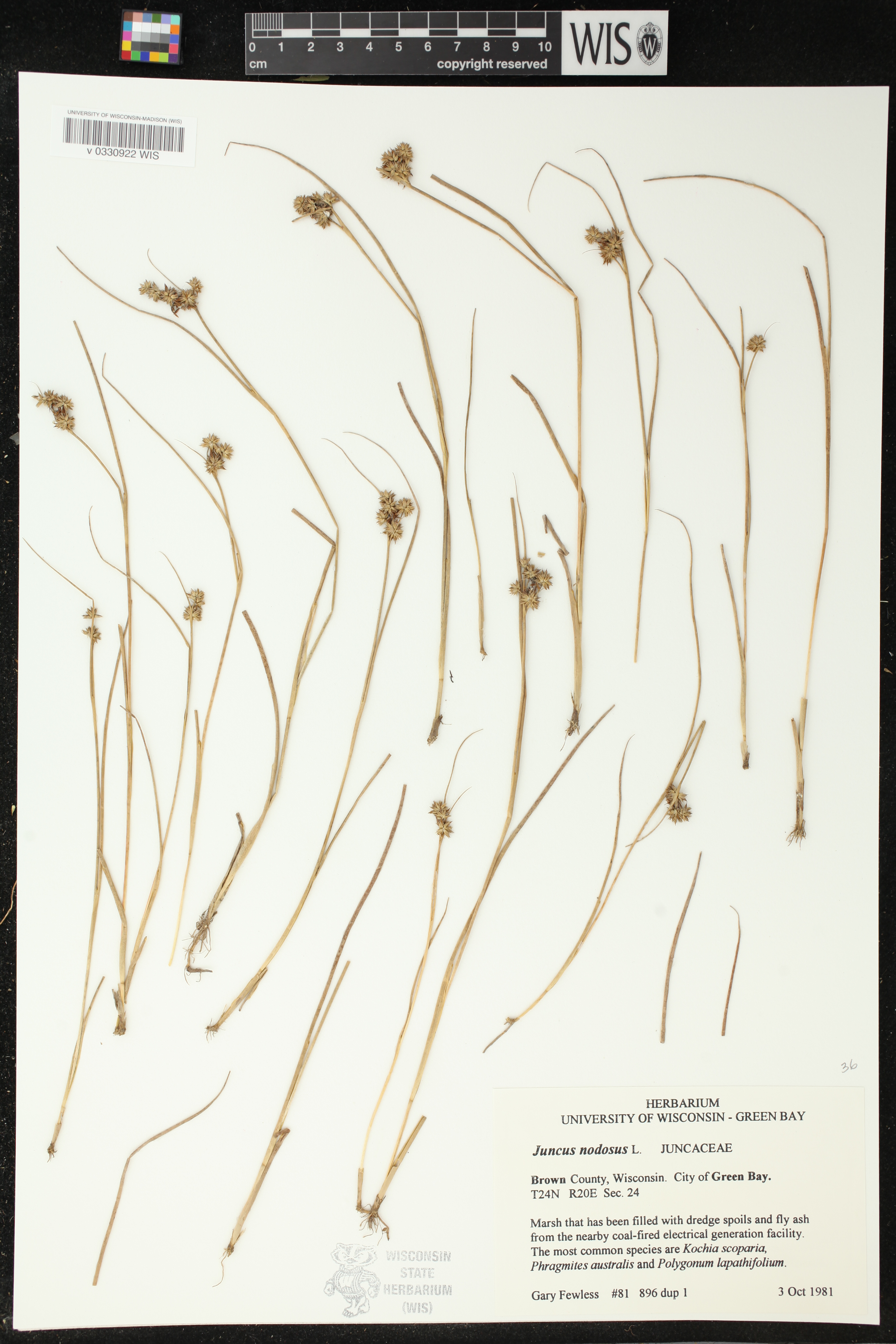 Juncus nodosus image