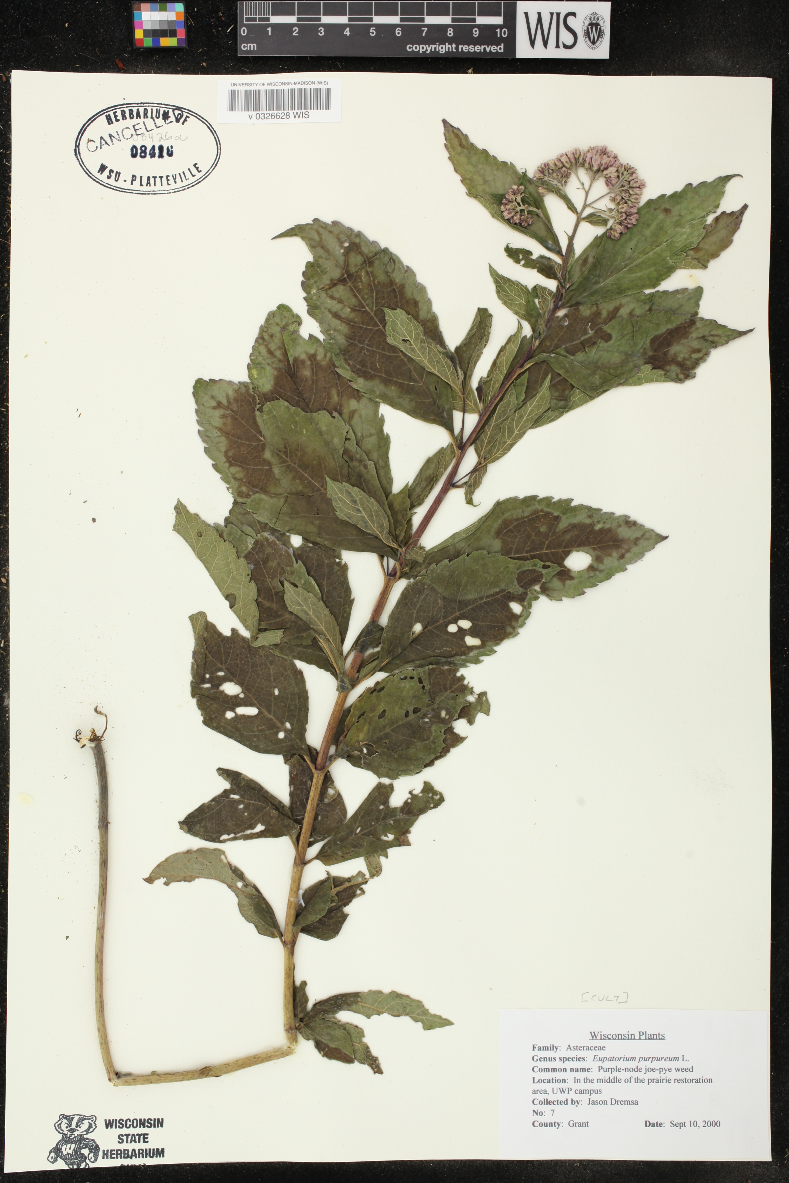 Eutrochium purpureum image