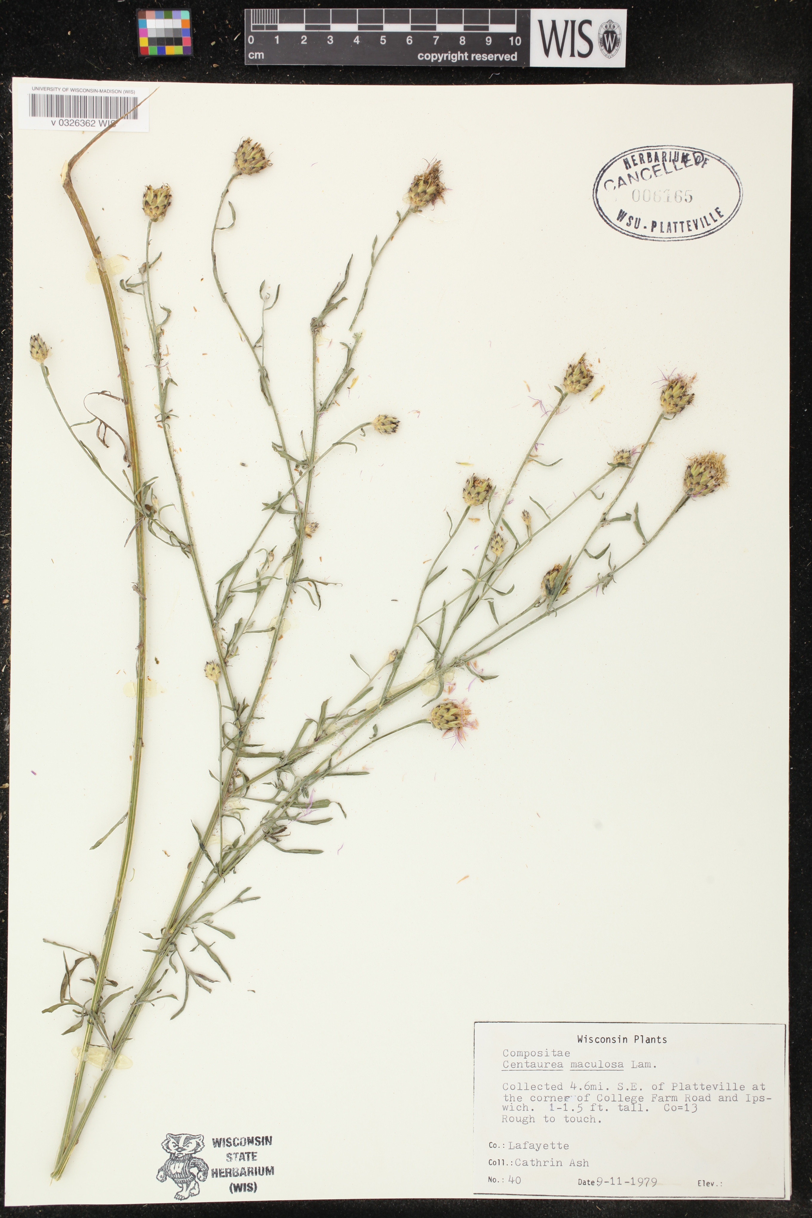 Centaurea stoebe subsp. micranthos image