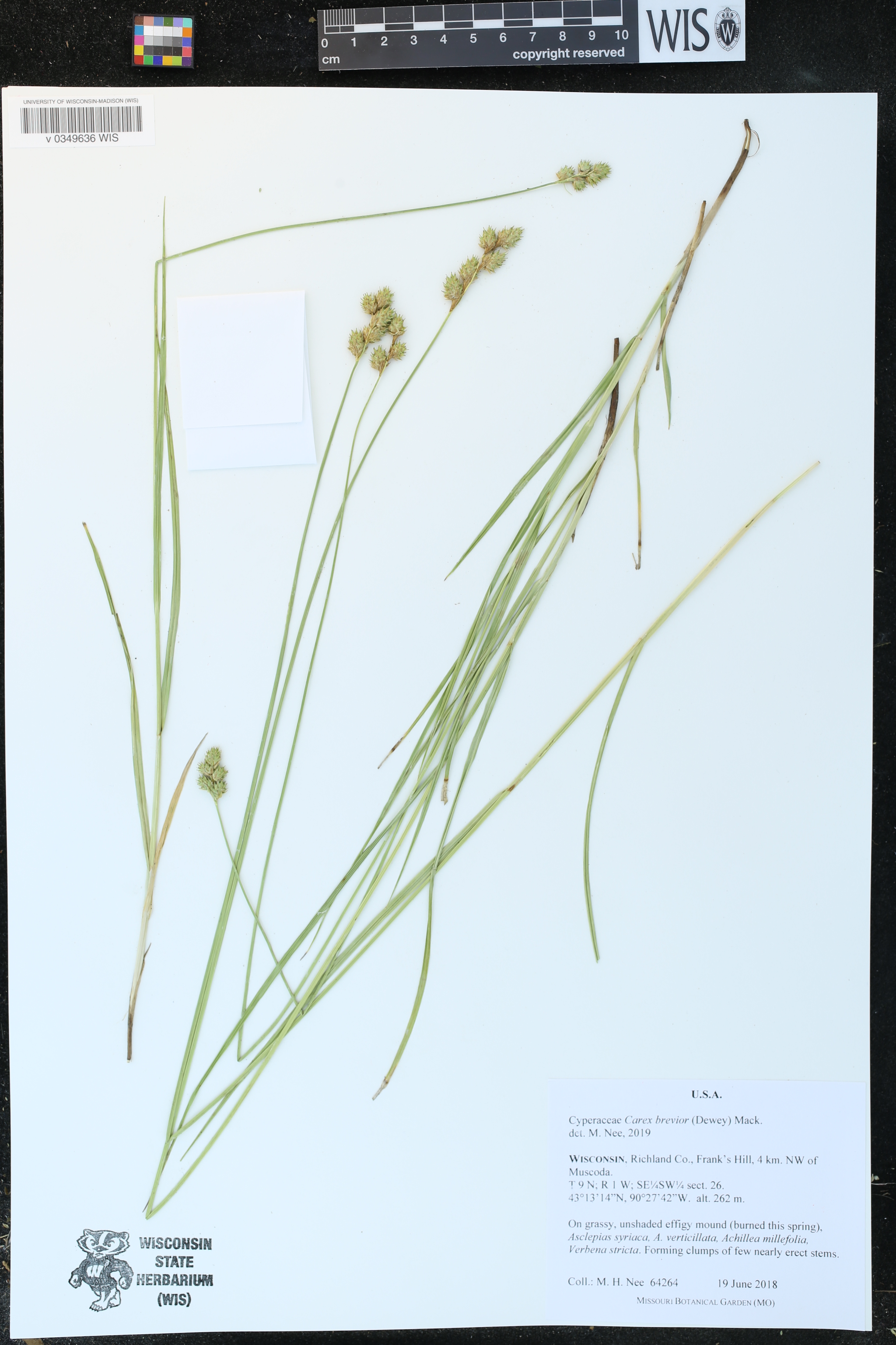 Carex brevior image