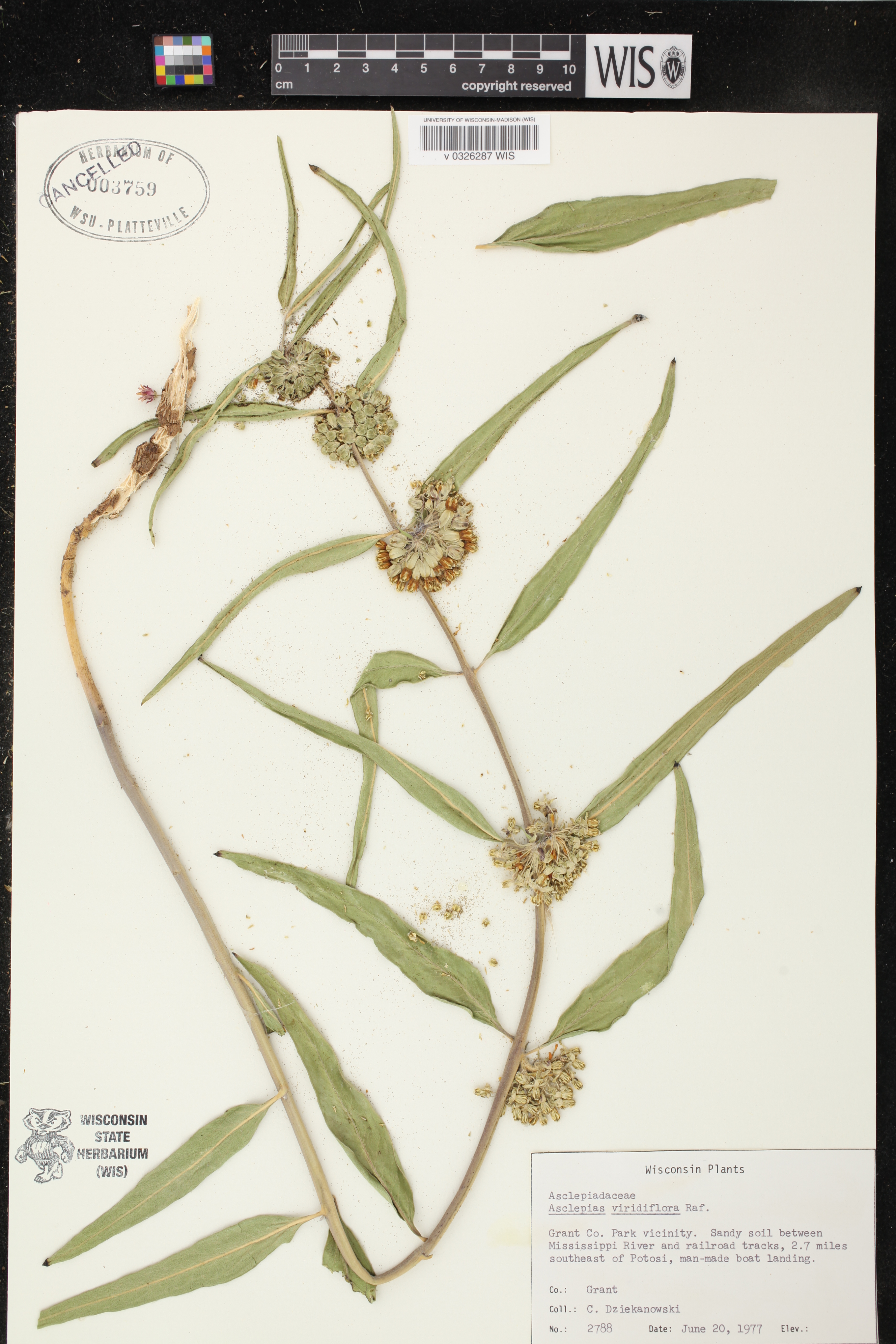 Asclepias viridiflora image