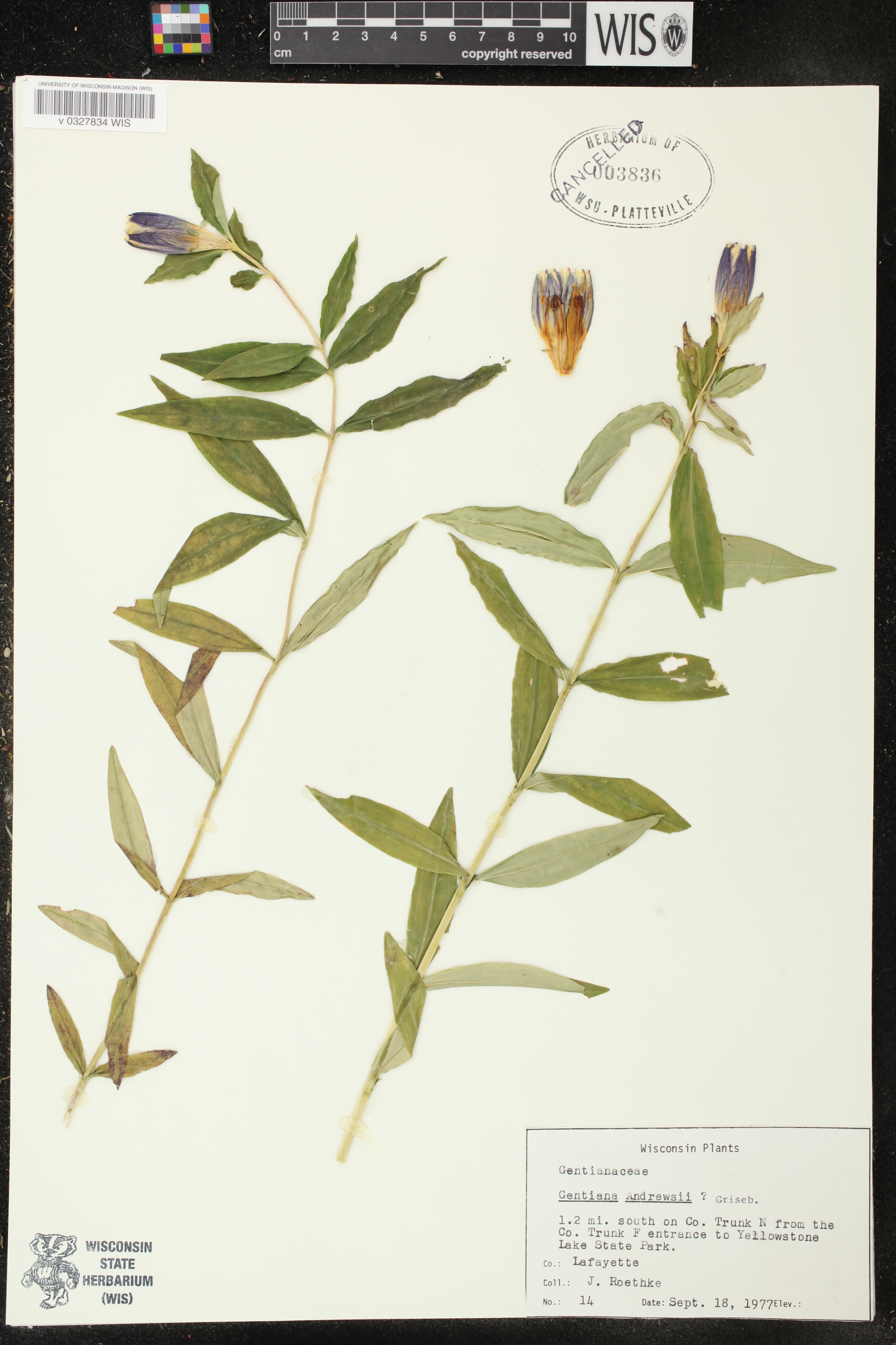 Gentiana andrewsii image