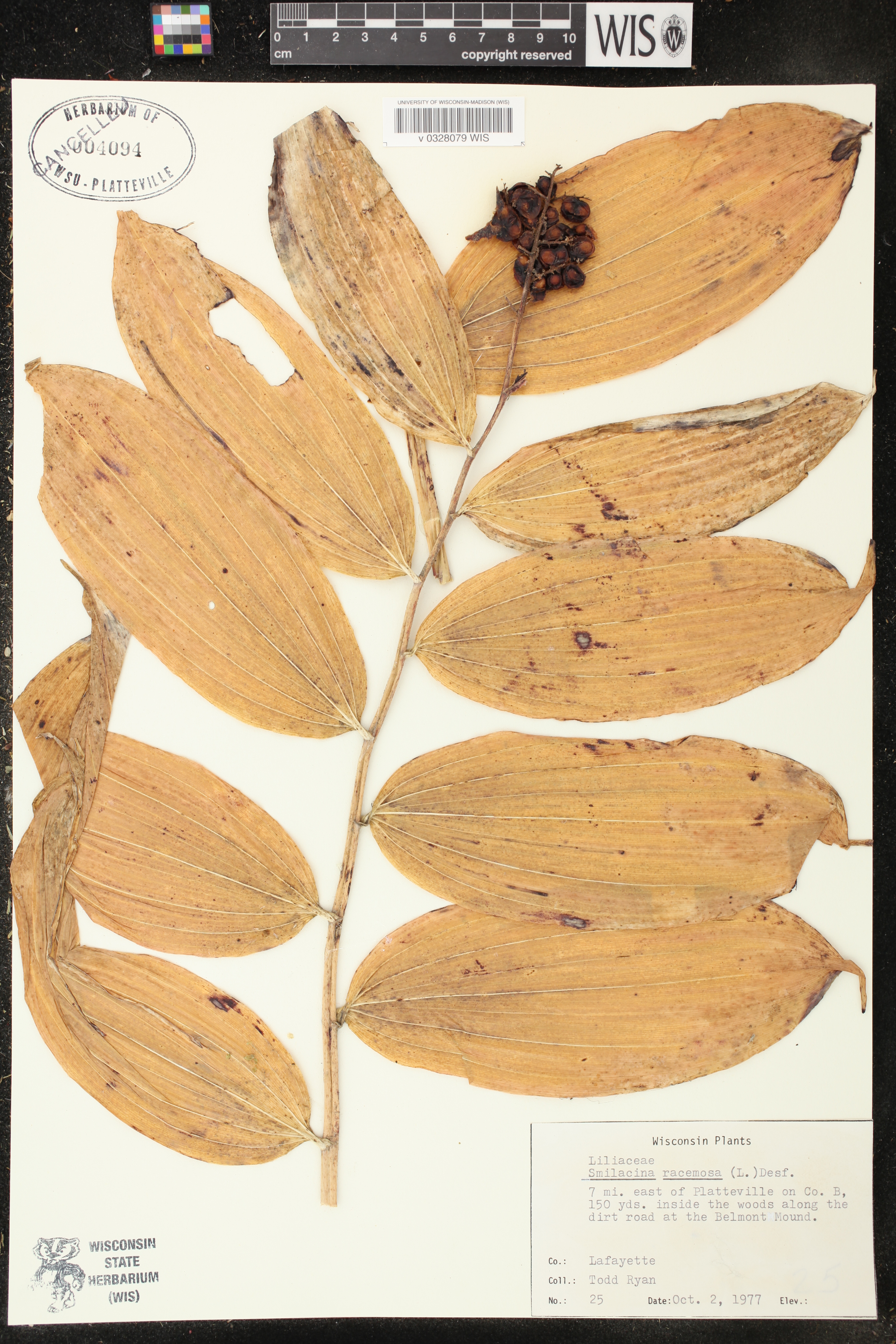 Maianthemum racemosum image