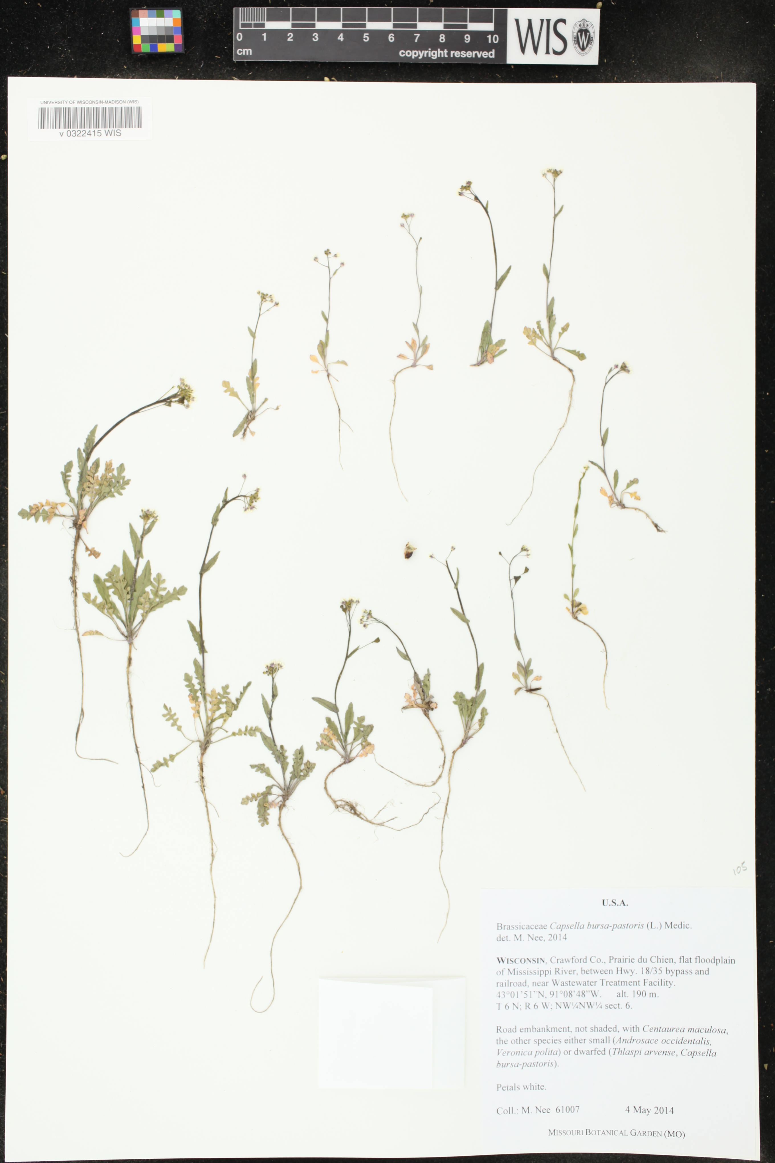 Capsella bursa-pastoris image