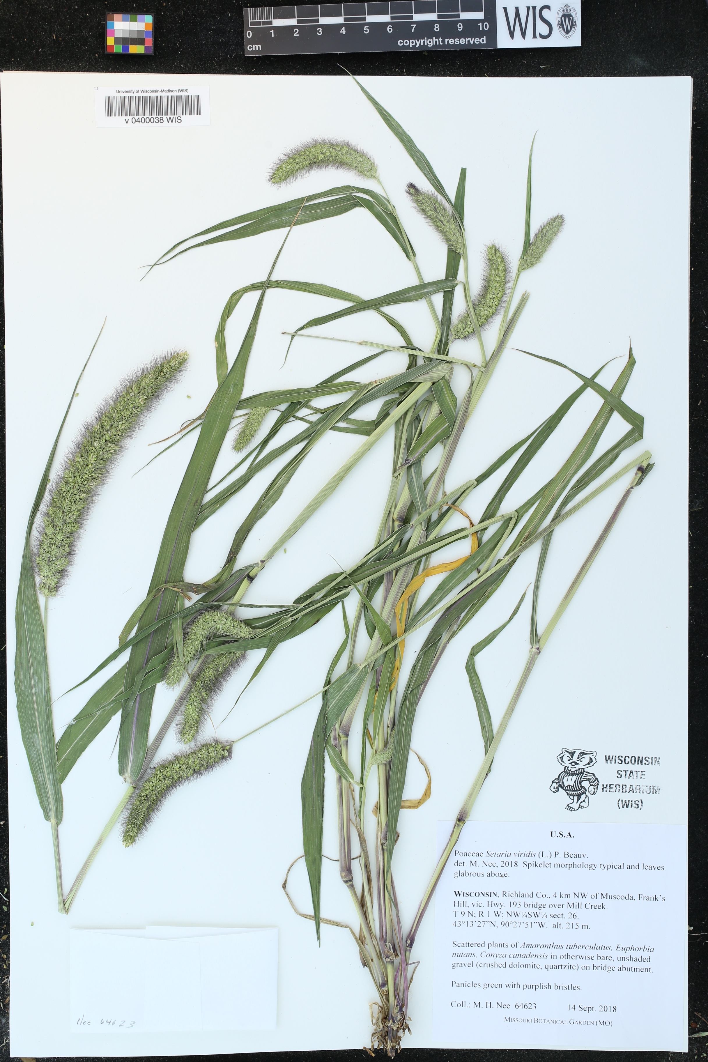 Setaria viridis image