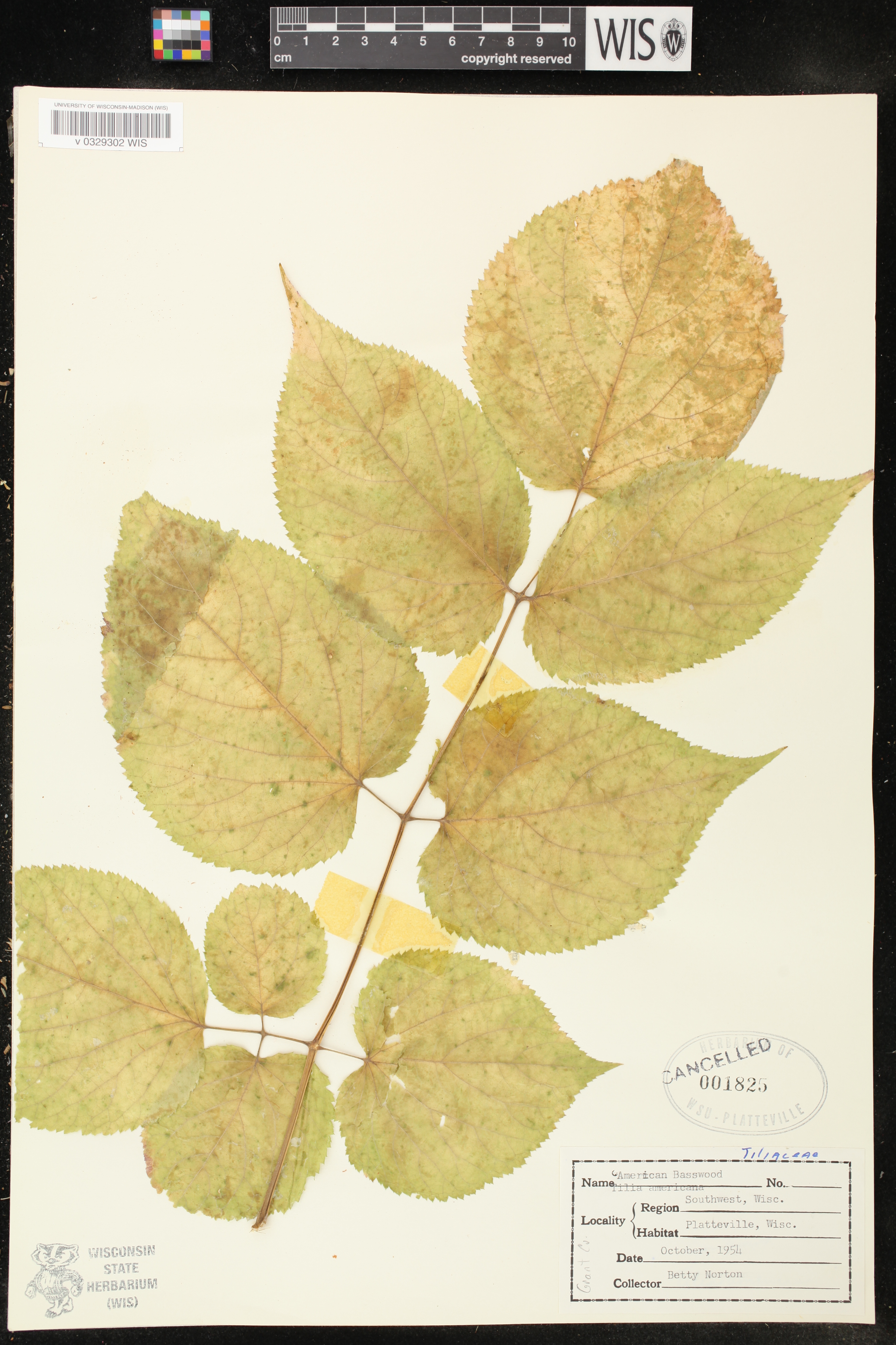 Aralia racemosa image