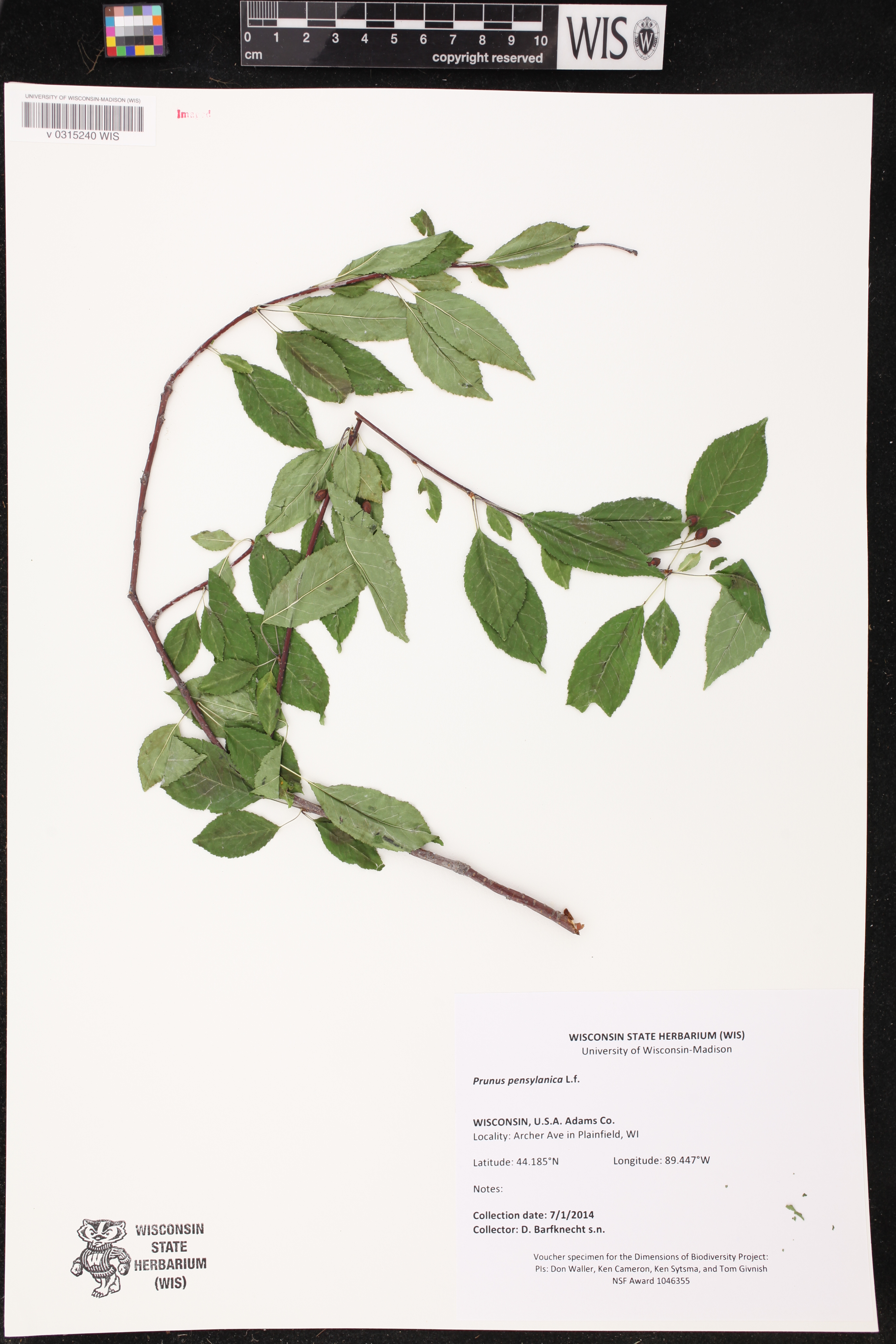Prunus pensylvanica image