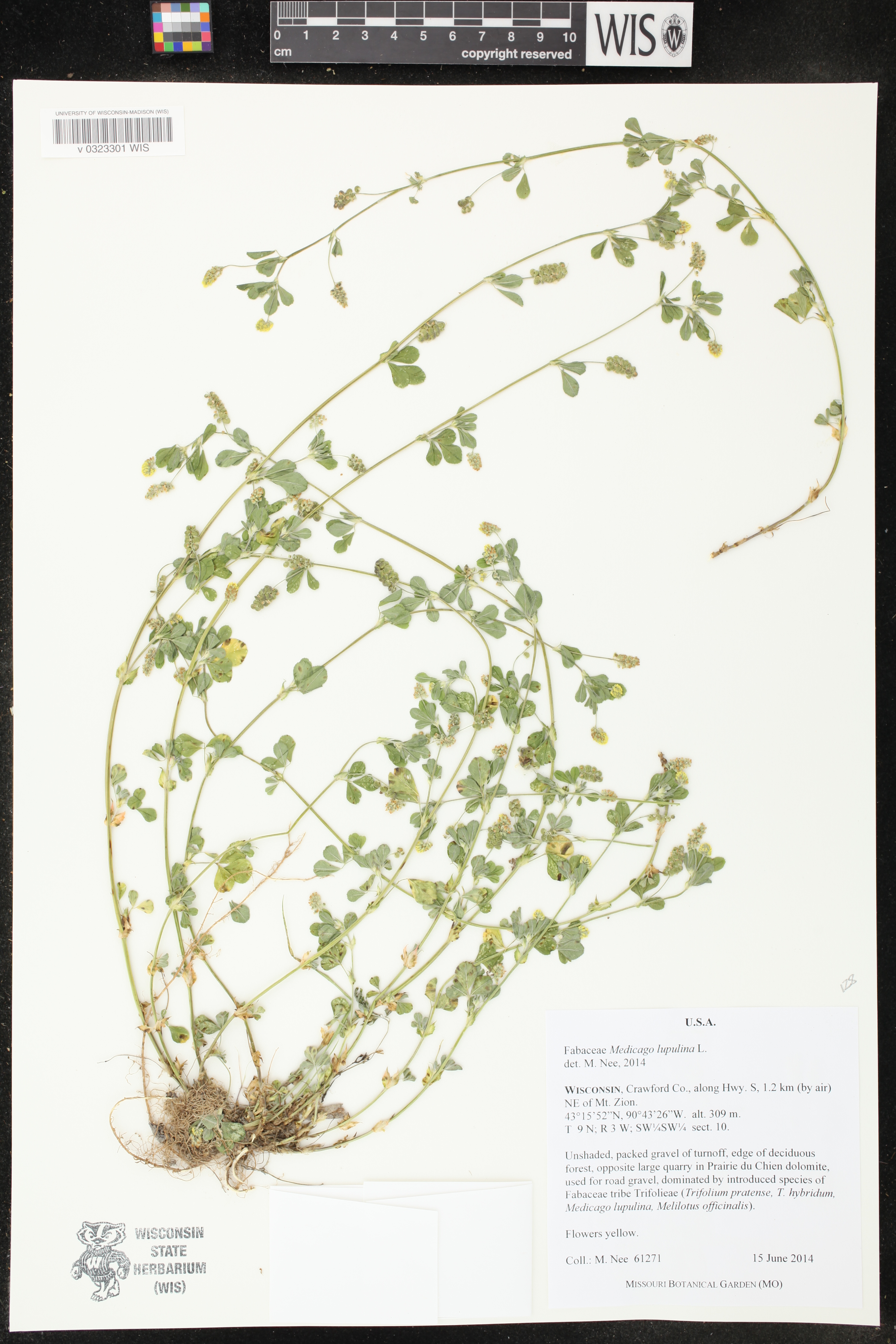 Medicago lupulina image