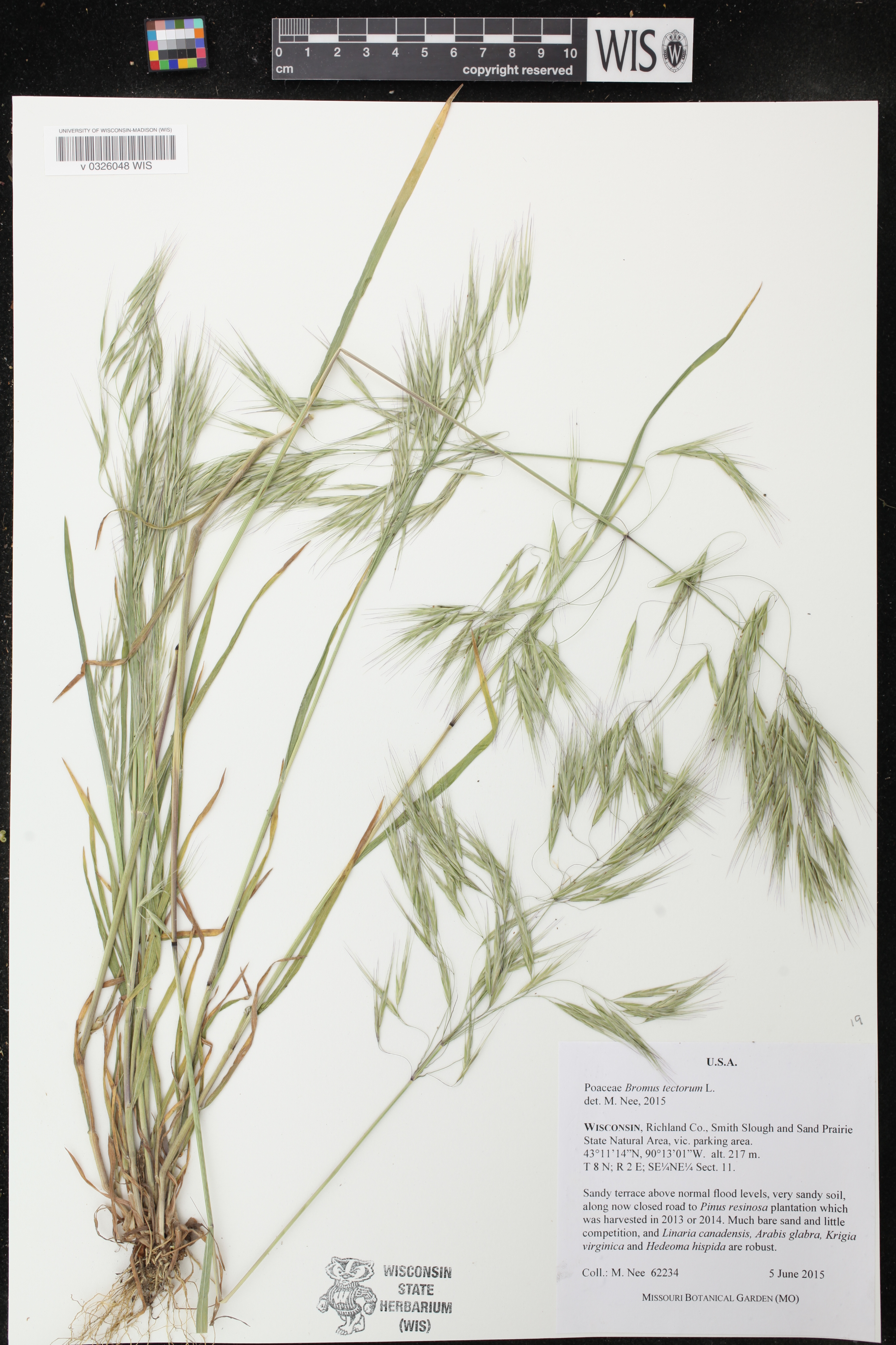 Bromus tectorum image