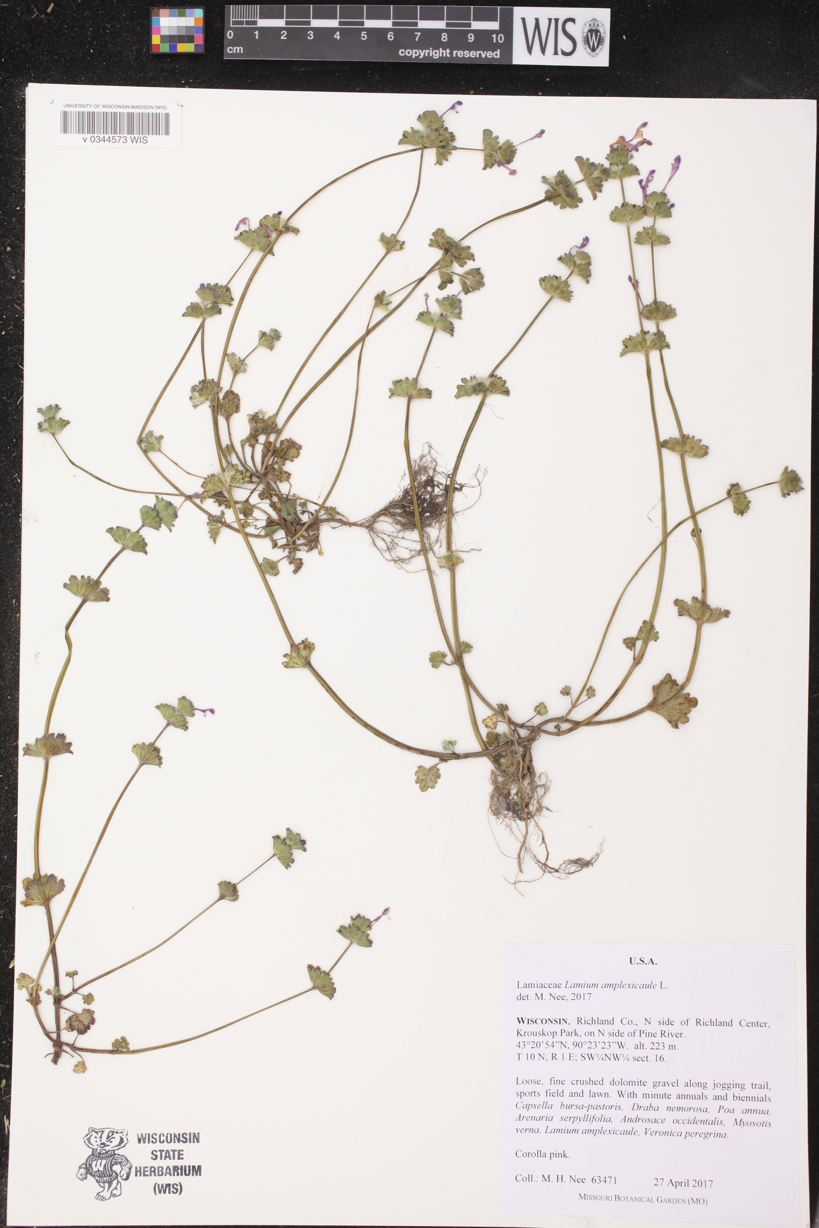 Lamium amplexicaule image