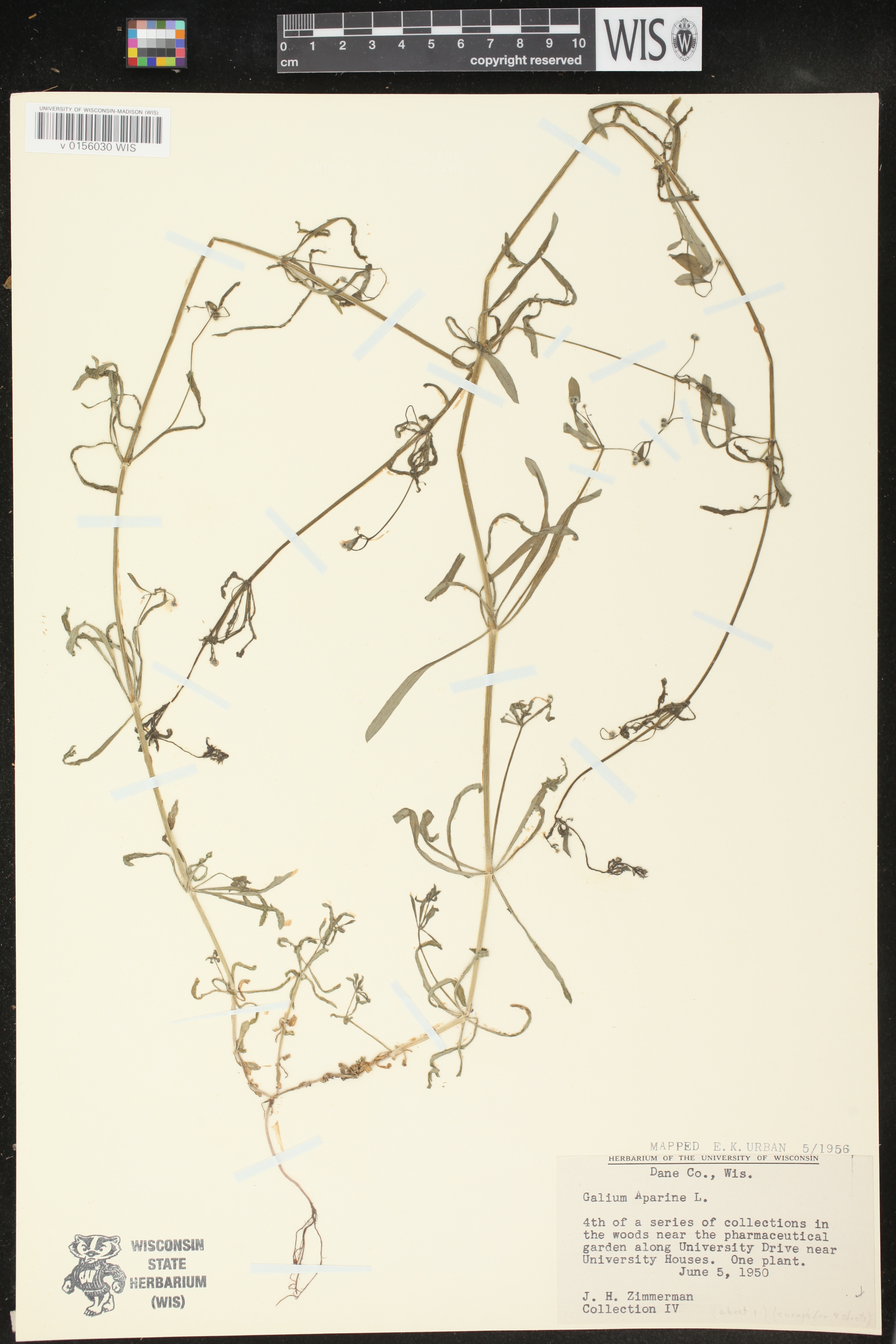 Galium aparine image