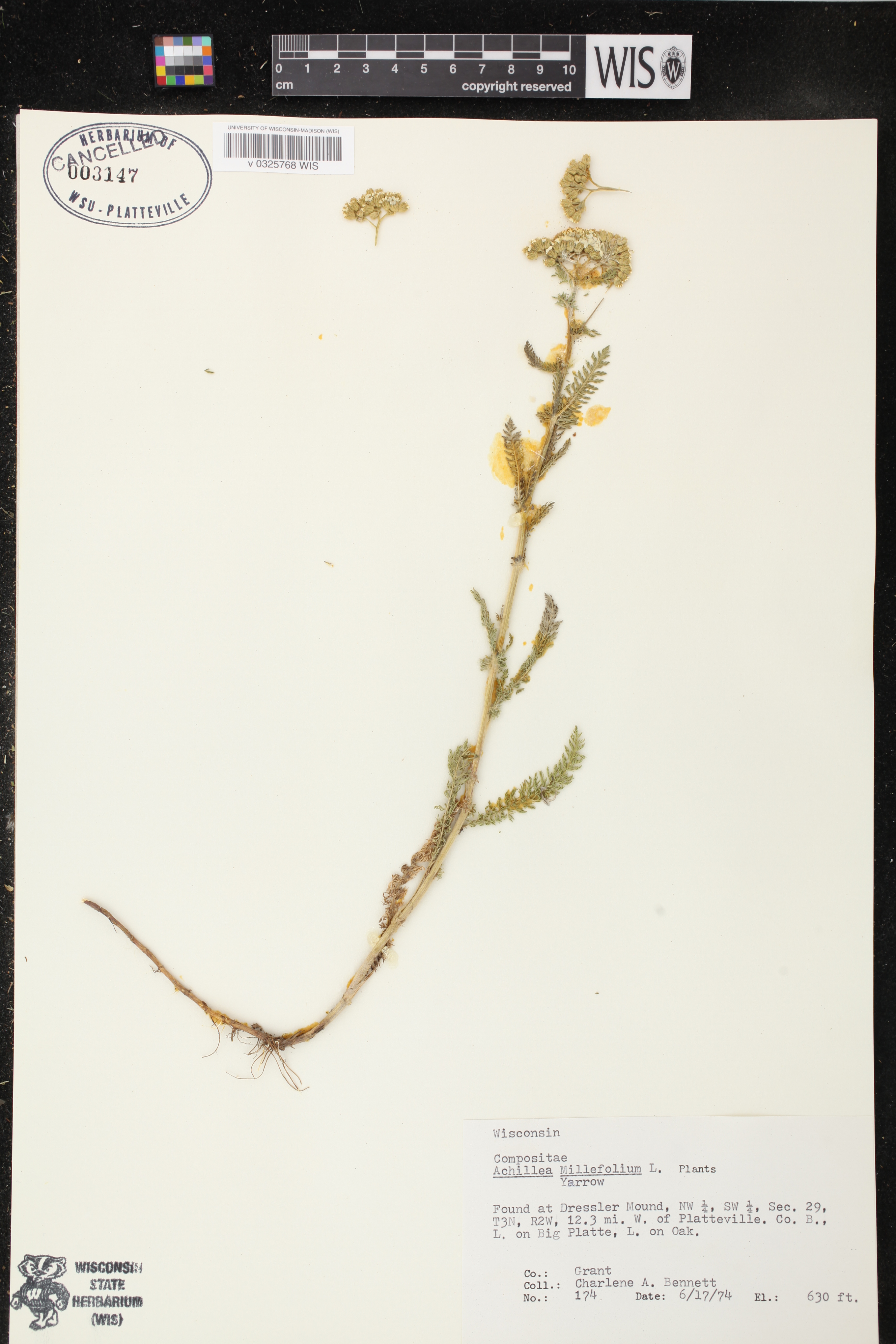 Achillea millefolium image