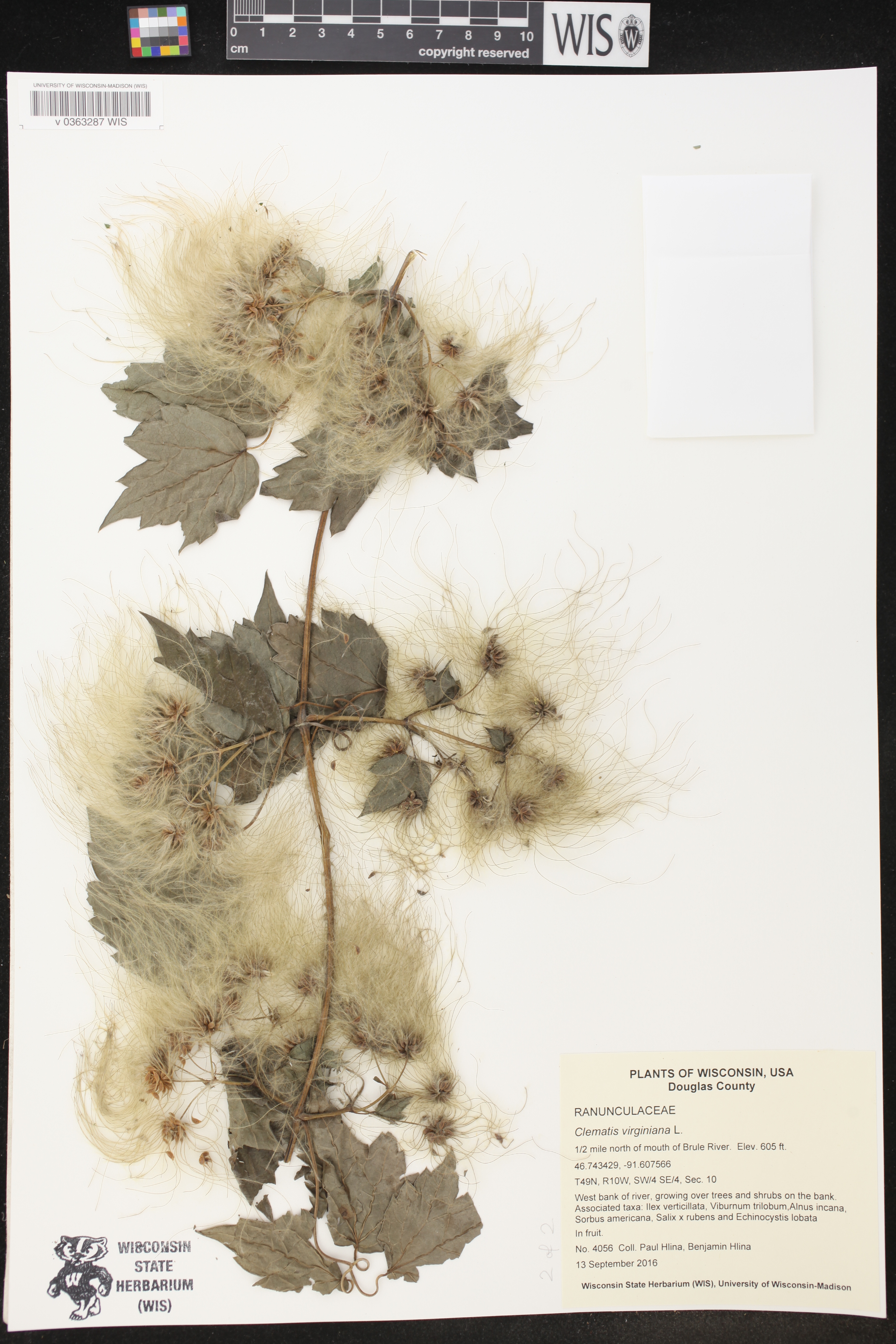 Clematis virginiana image