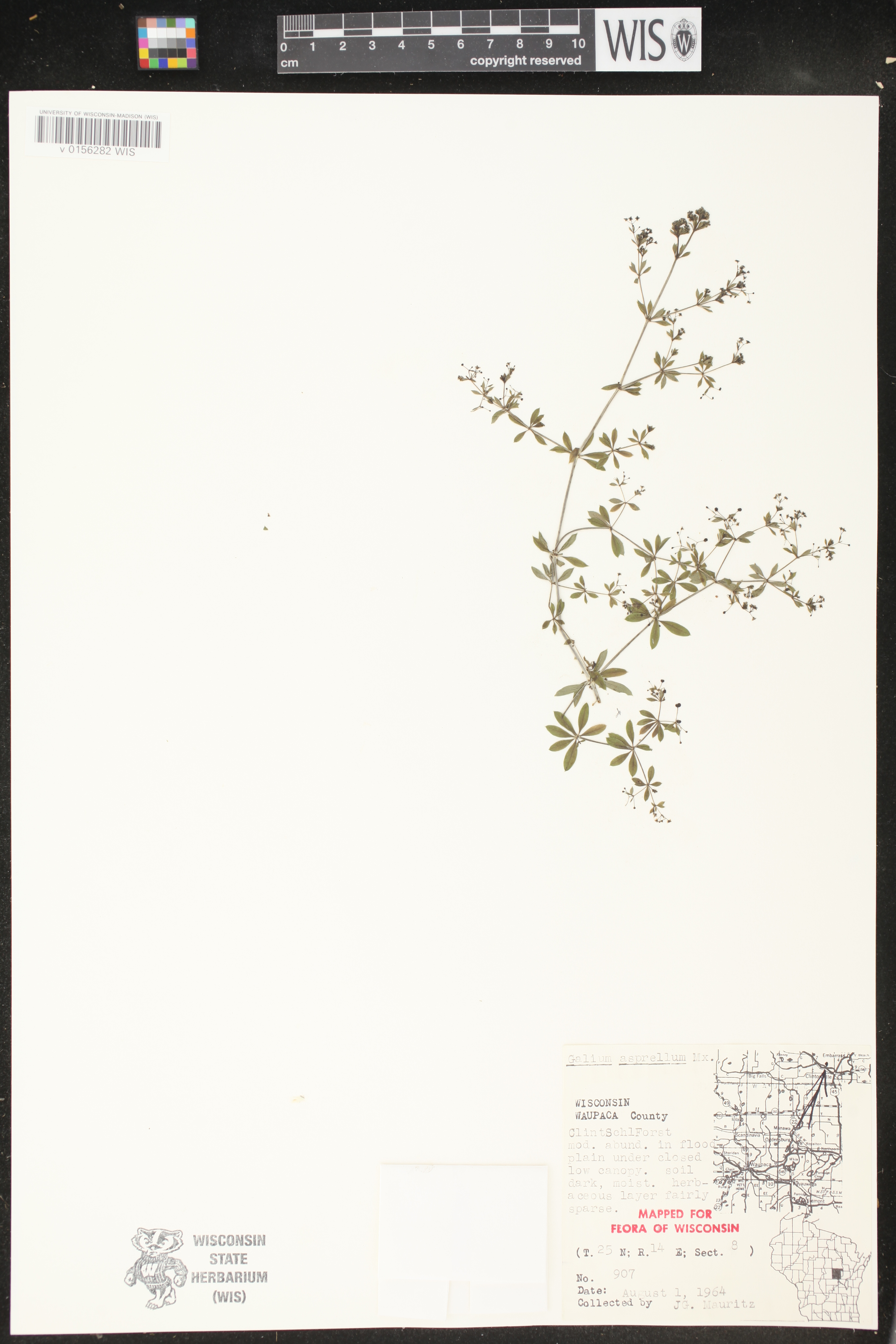 Galium asprellum image