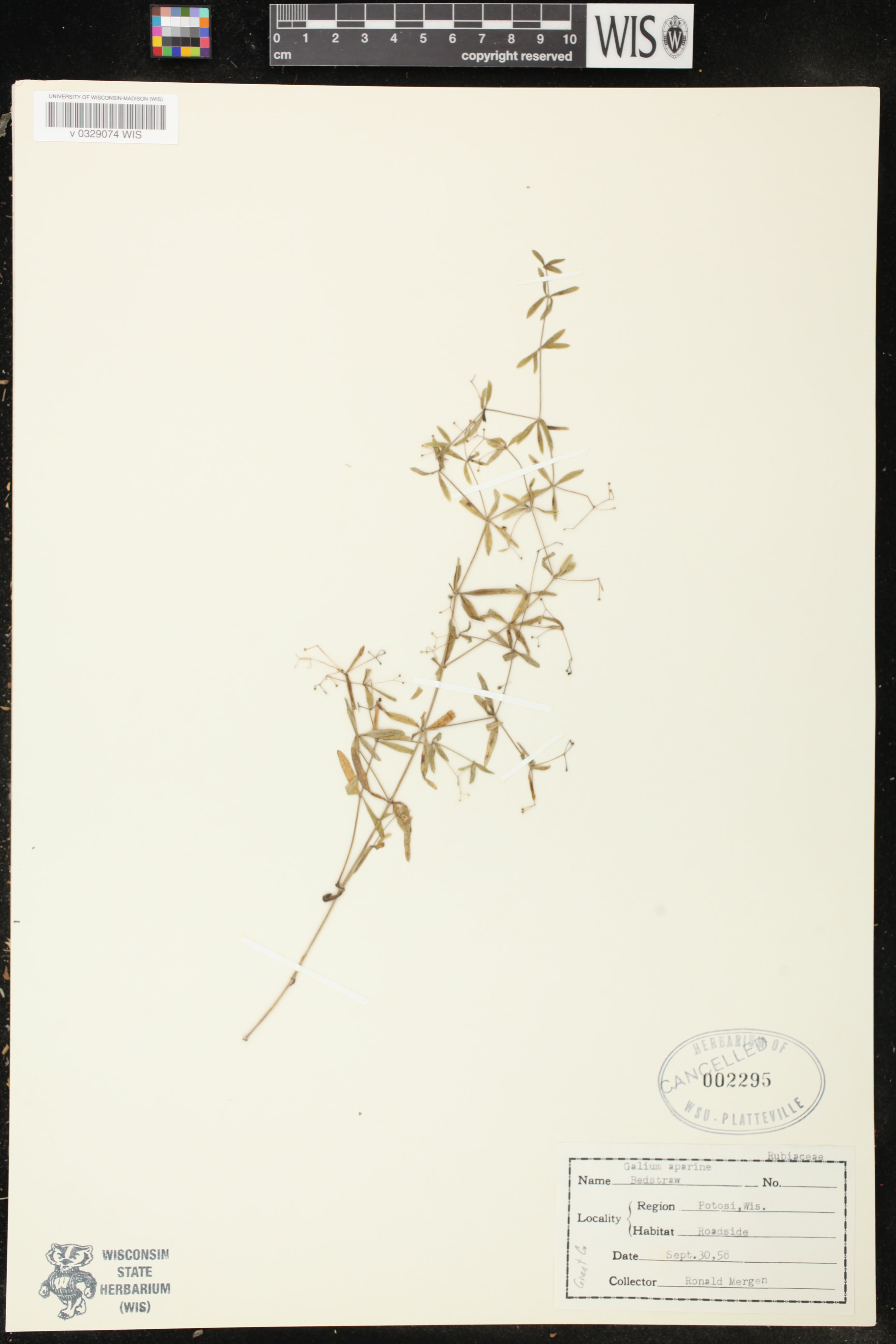 Galium tinctorium image