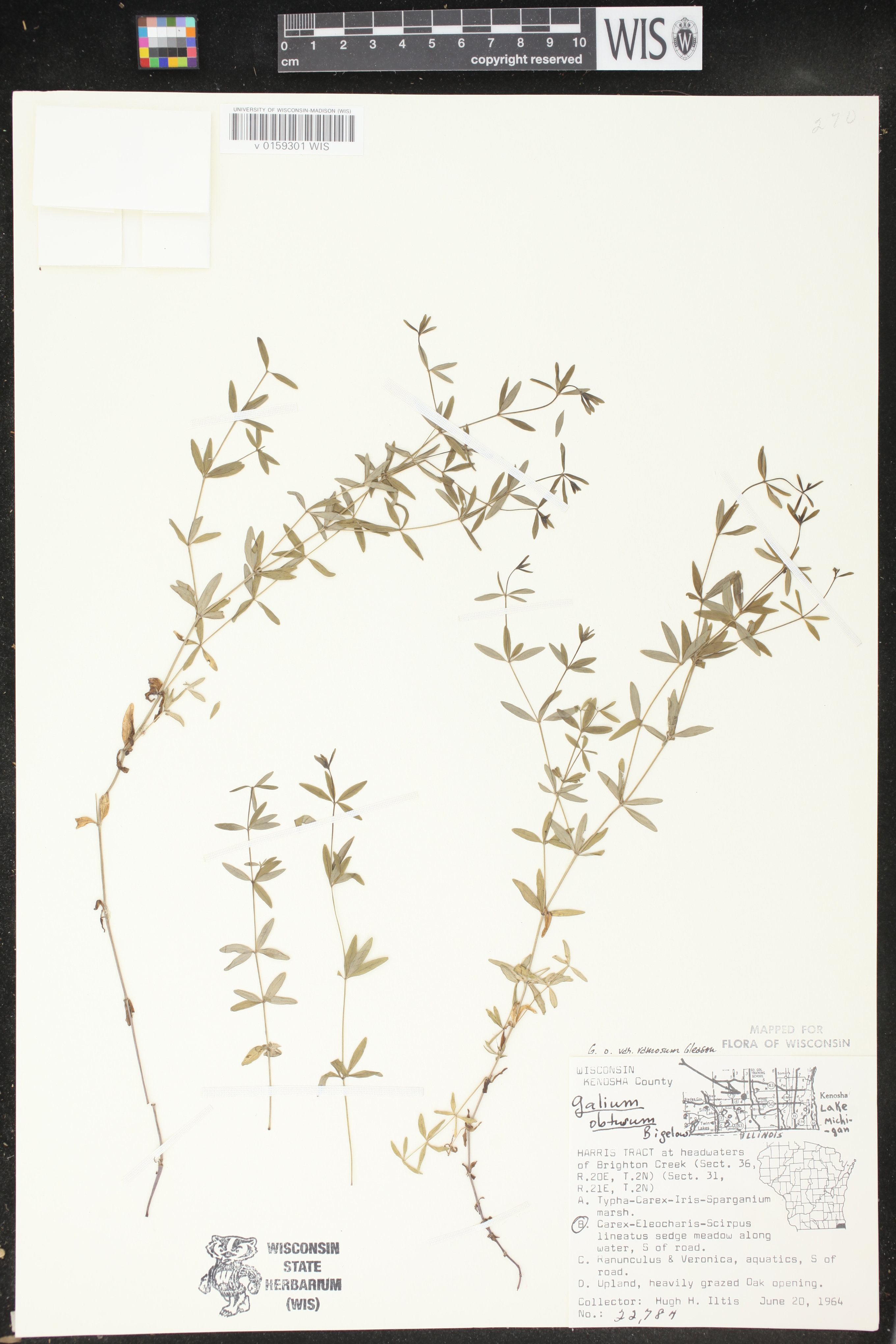 Galium obtusum subsp. obtusum image