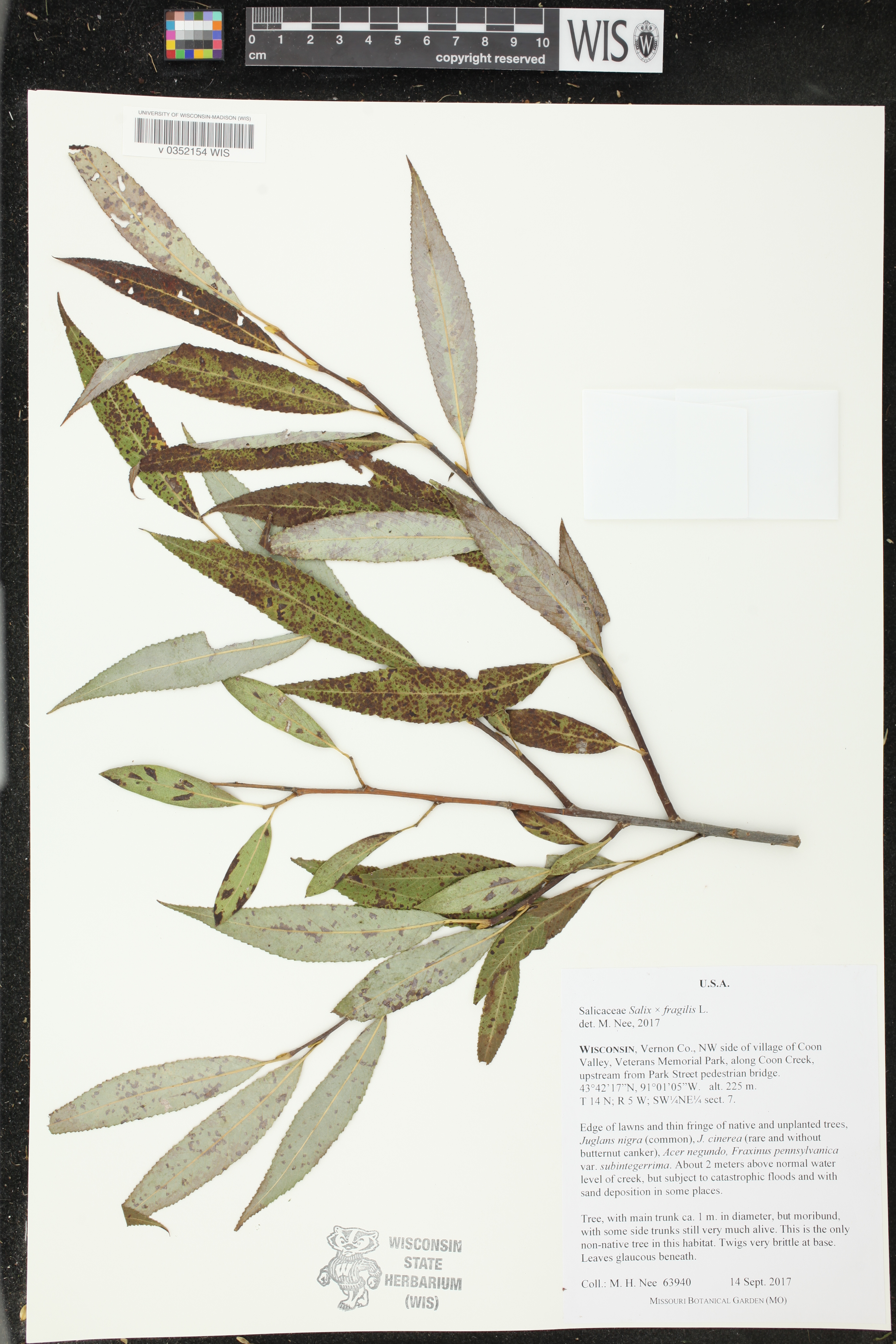 Salix x fragilis image