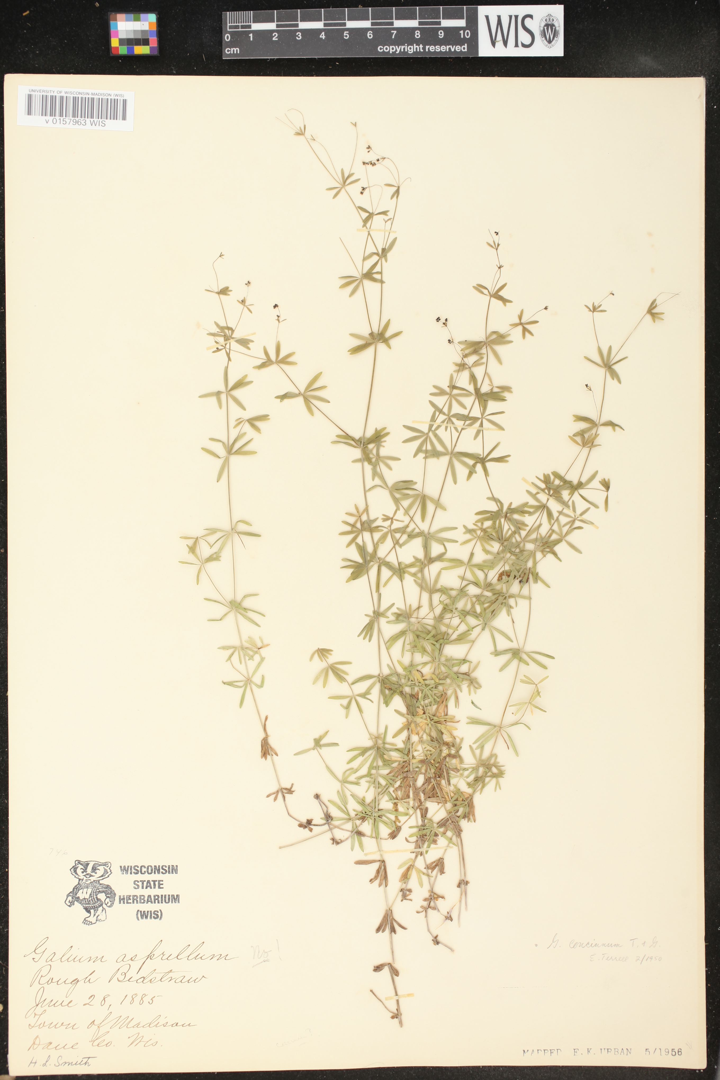 Galium concinnum image