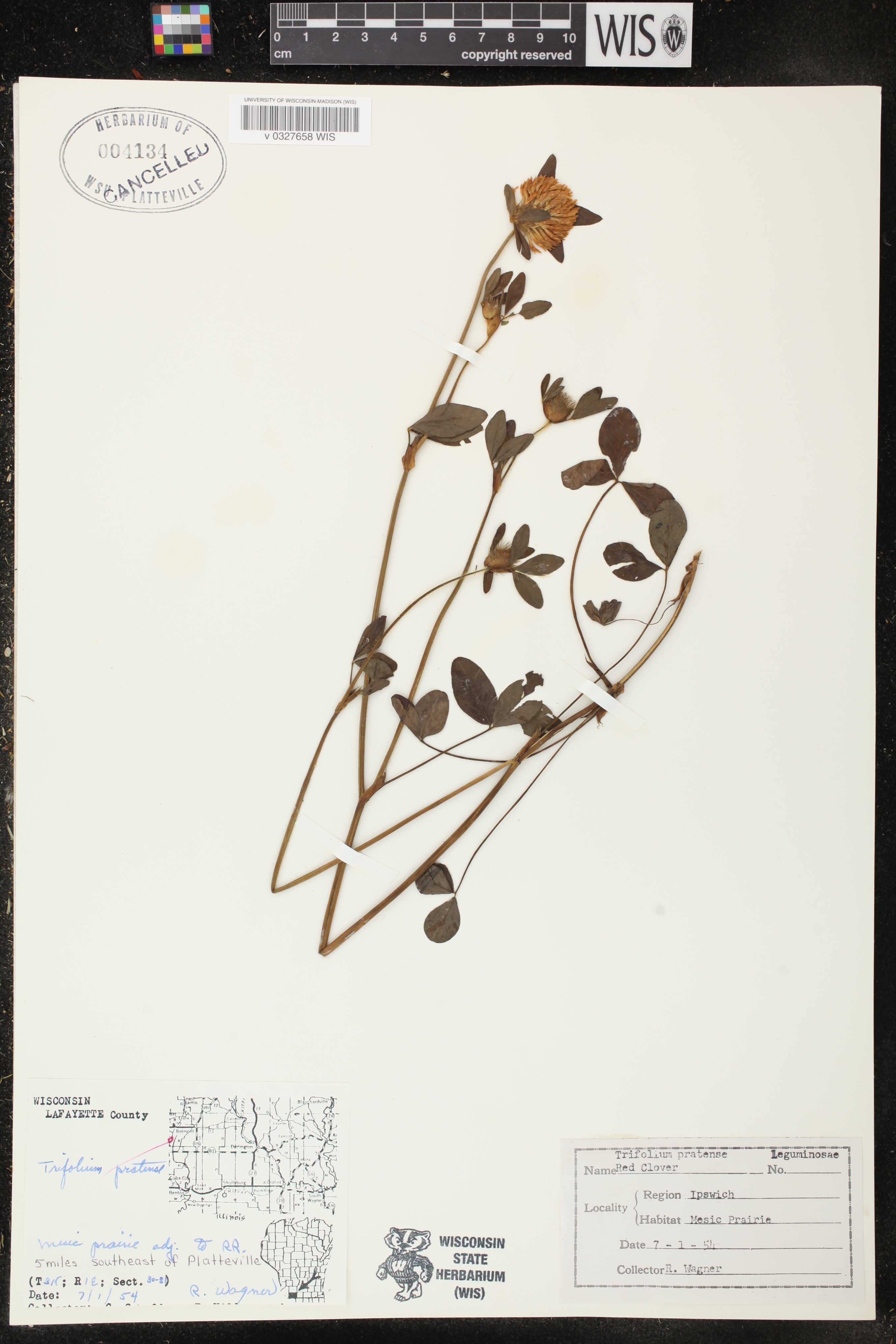 Trifolium pratense image