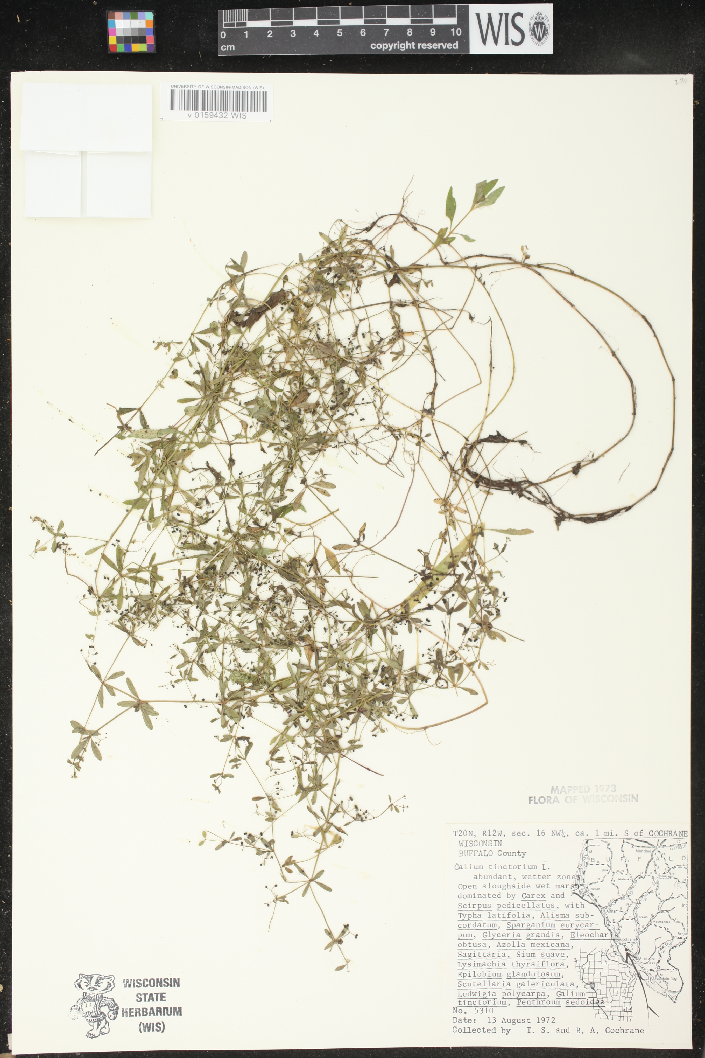 Galium tinctorium image