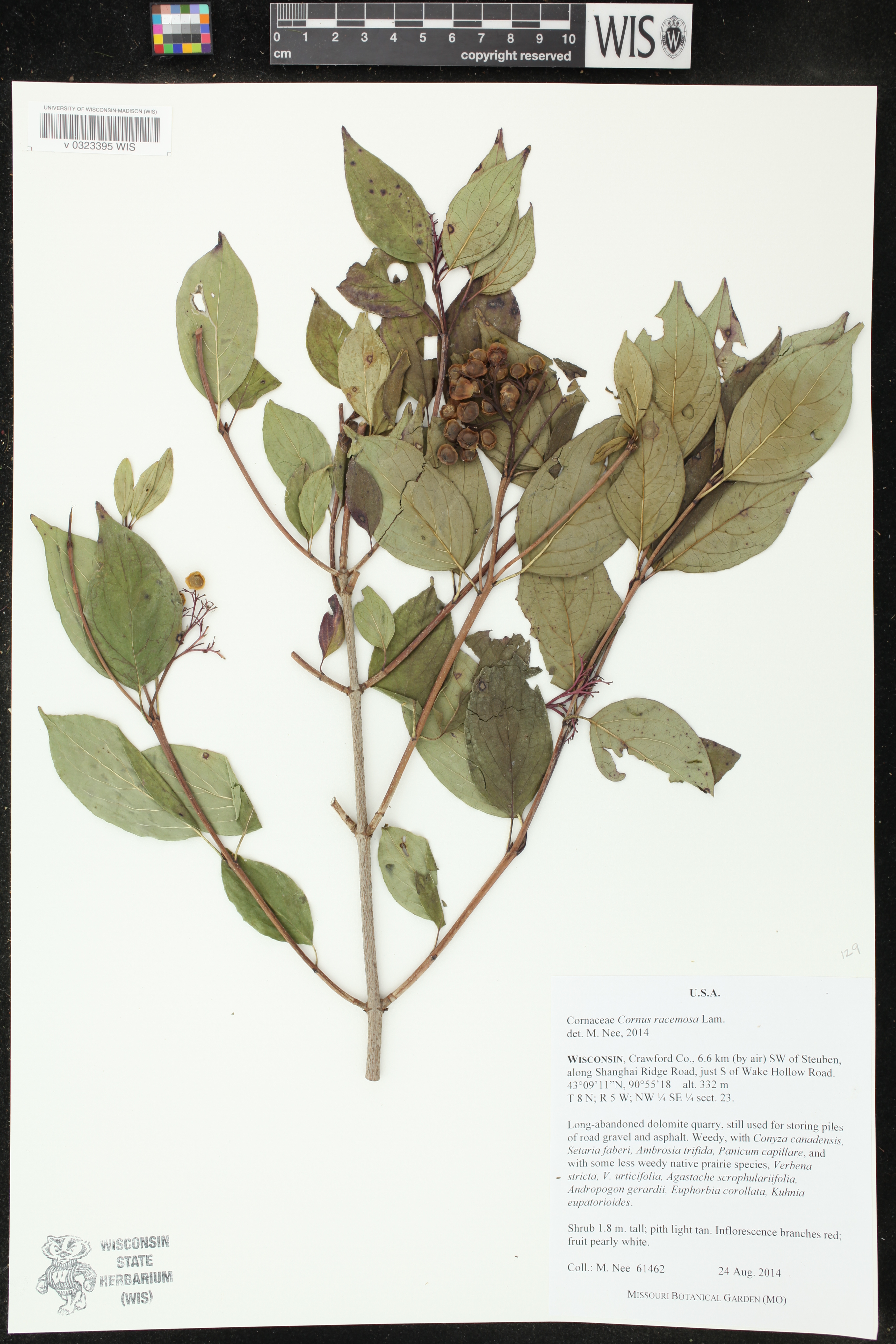 Cornus foemina subsp. racemosa image