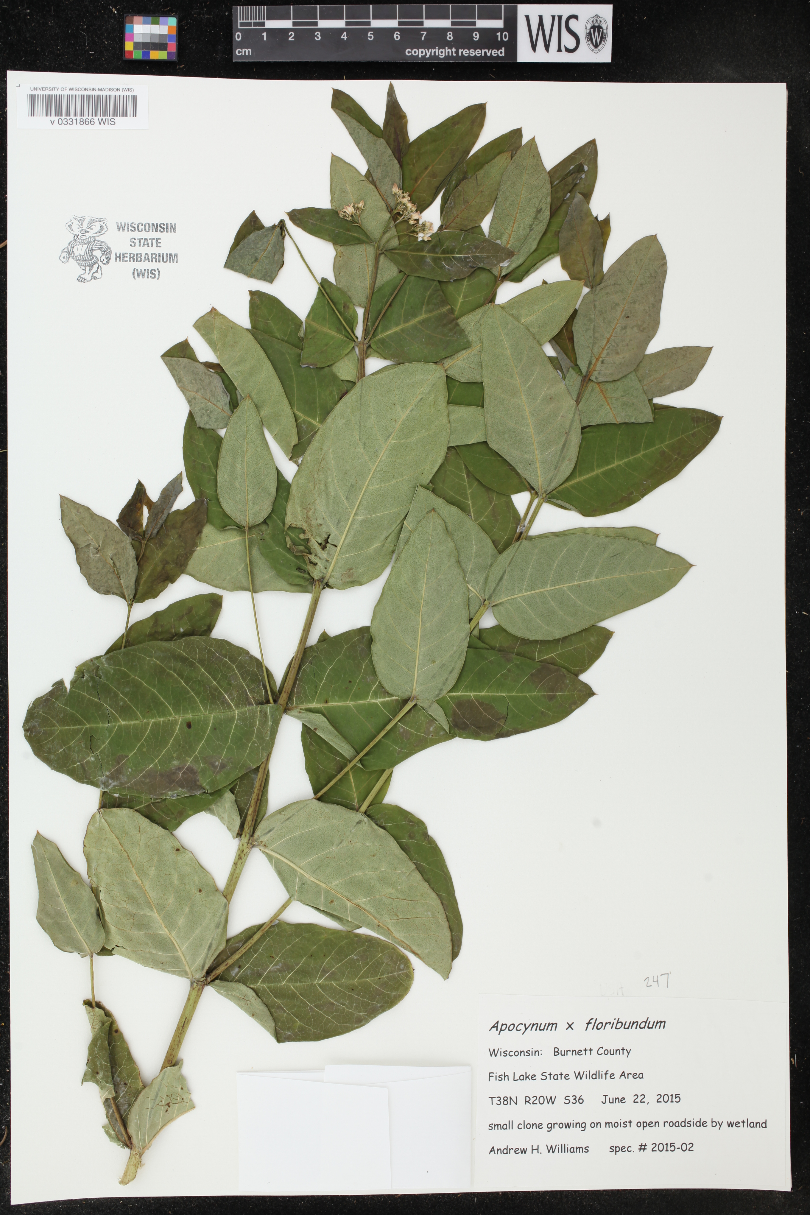 Apocynum x floribundum image