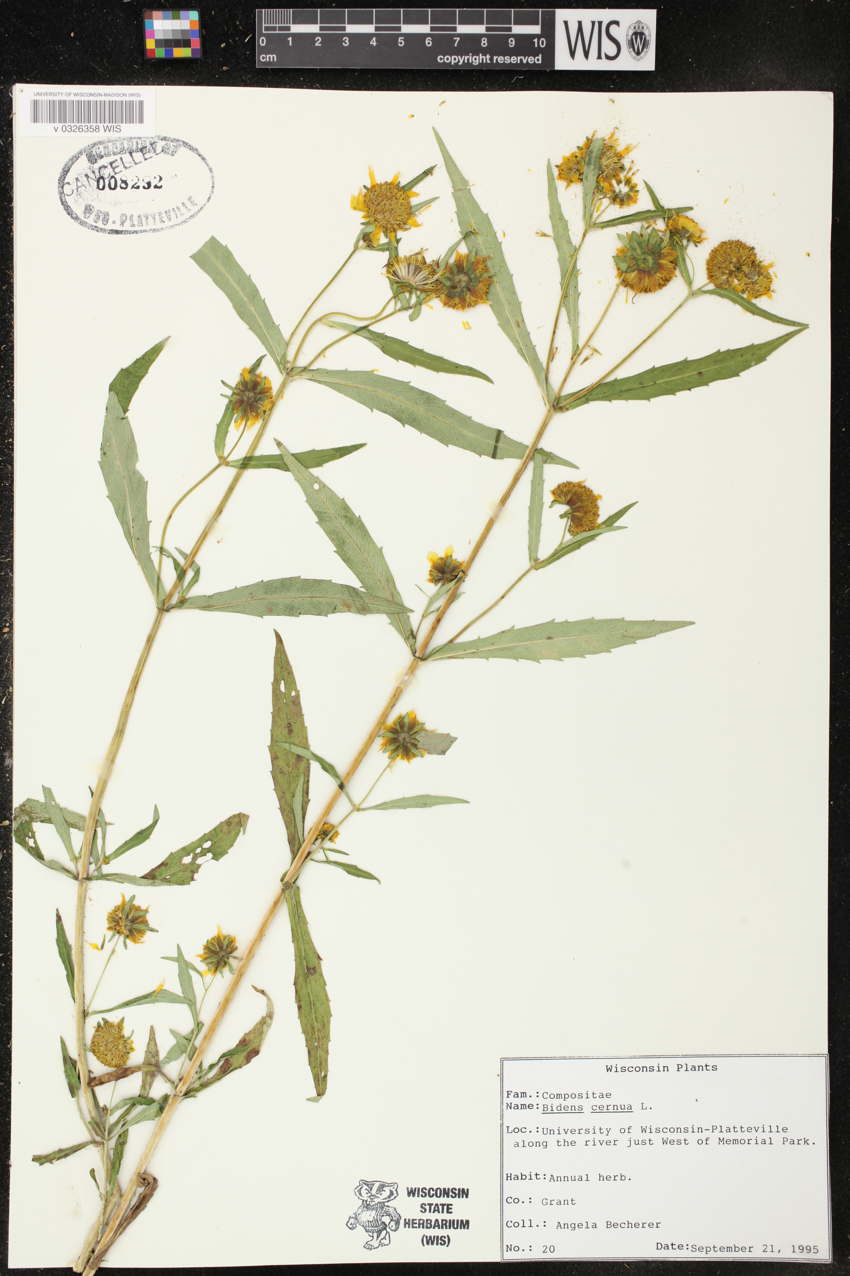 Bidens cernua image