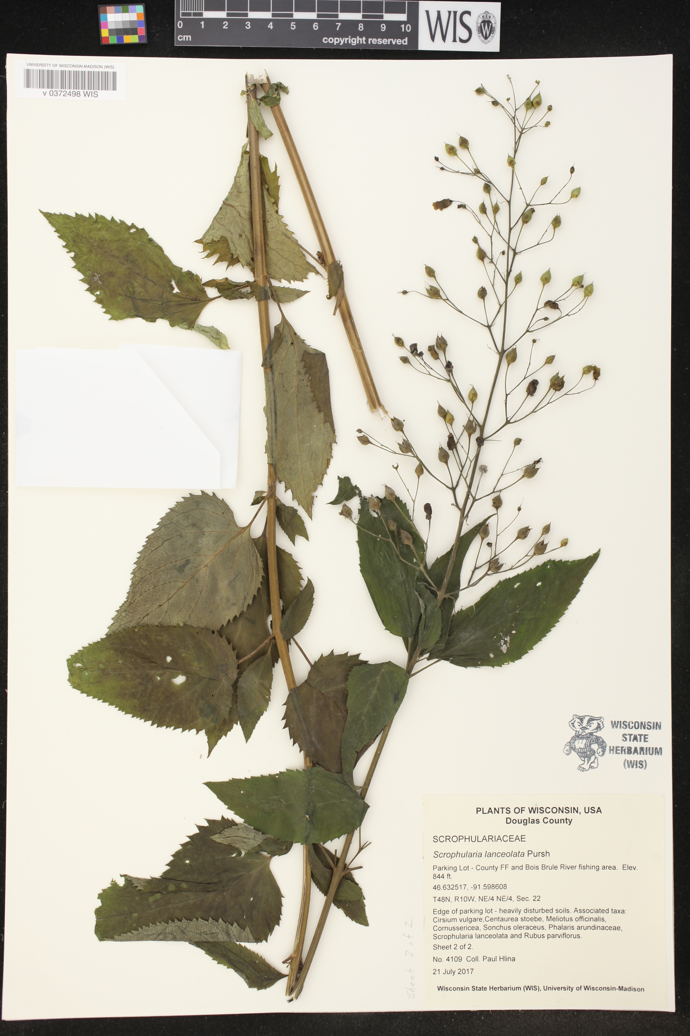 Scrophularia lanceolata image