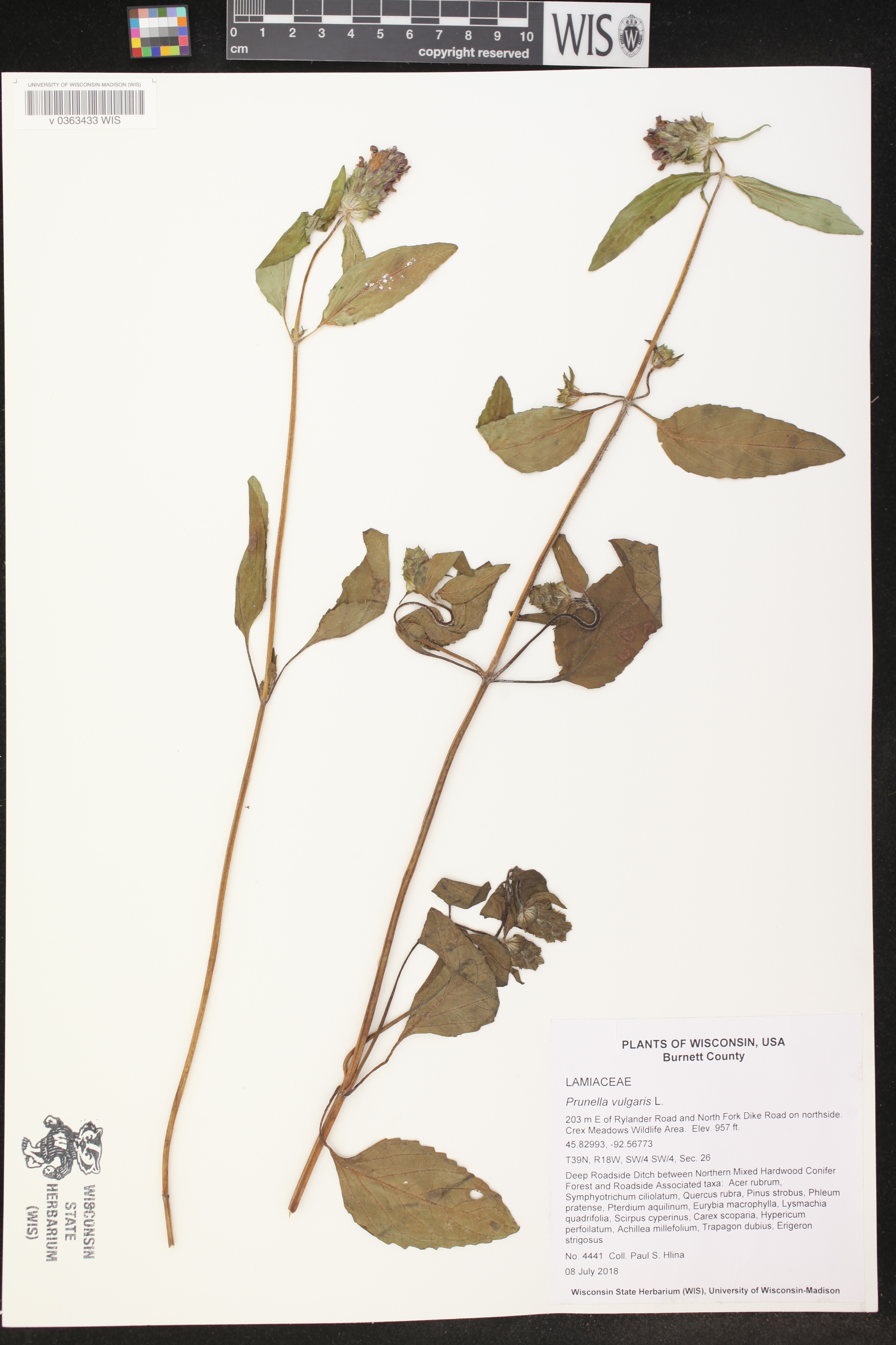 Prunella vulgaris image