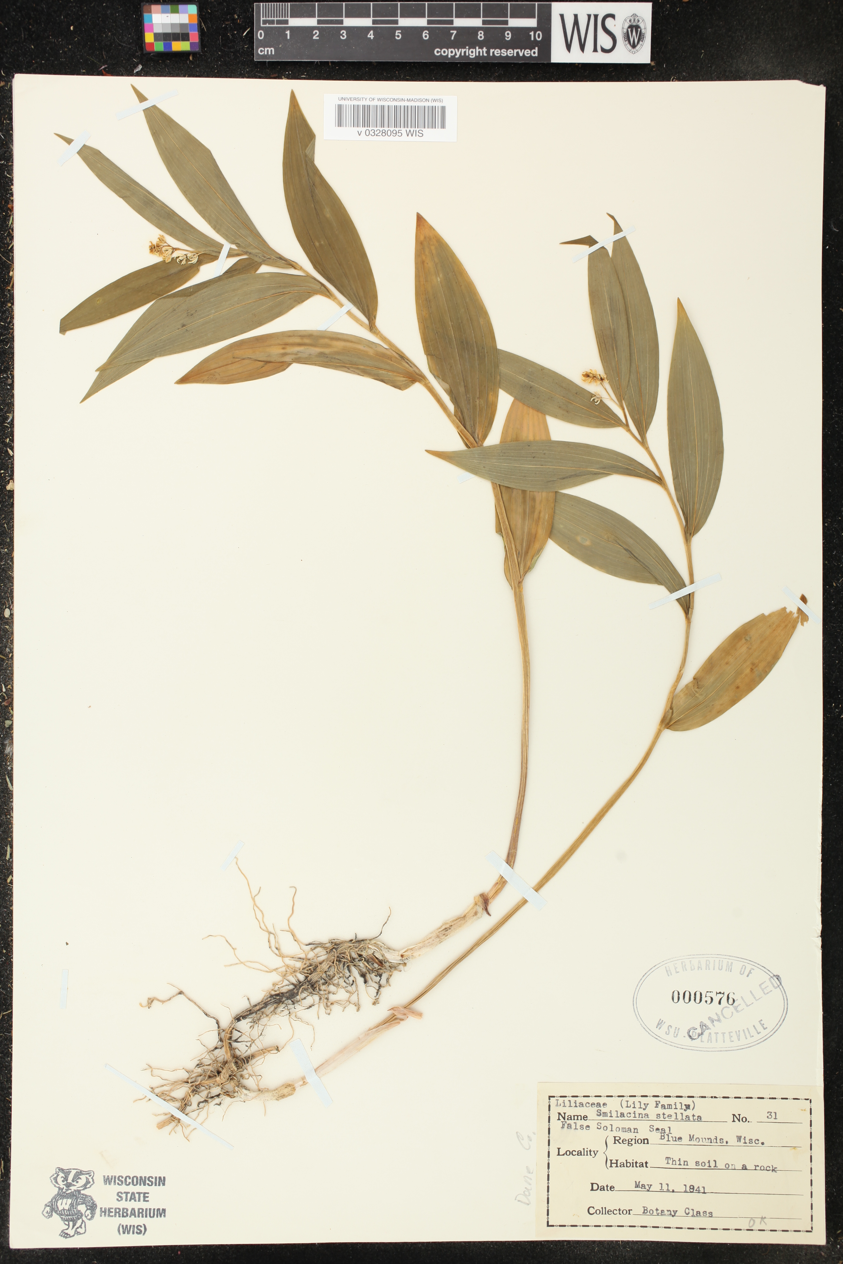 Maianthemum stellatum image