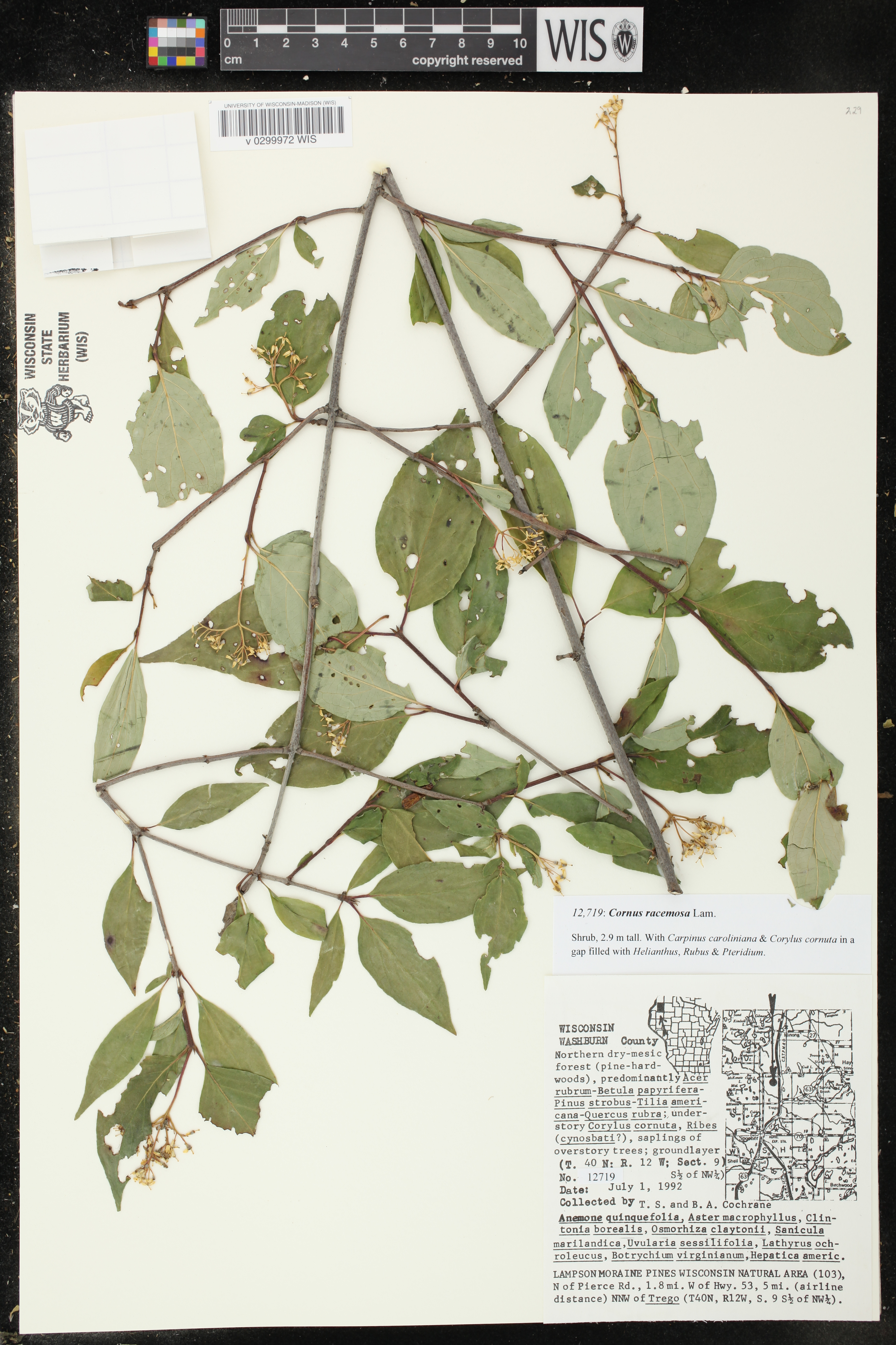 Cornus foemina subsp. racemosa image