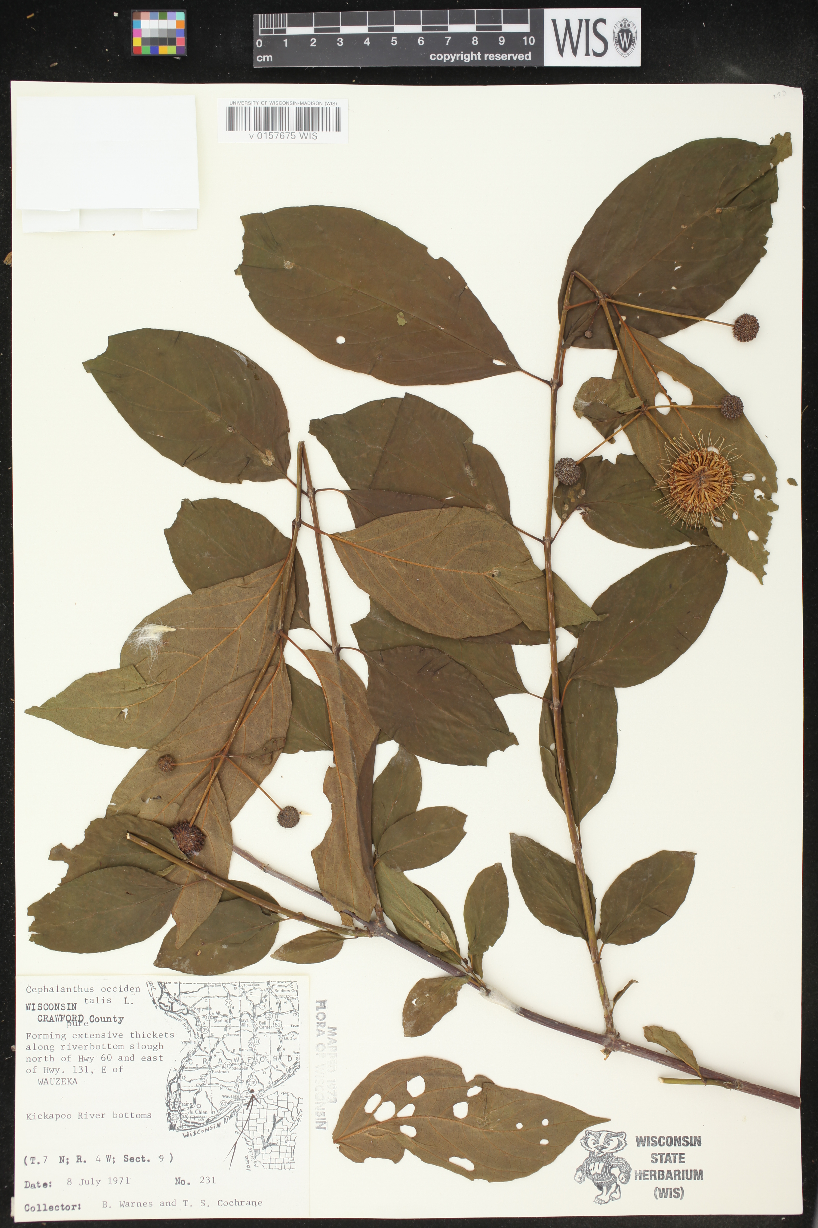 Cephalanthus occidentalis image
