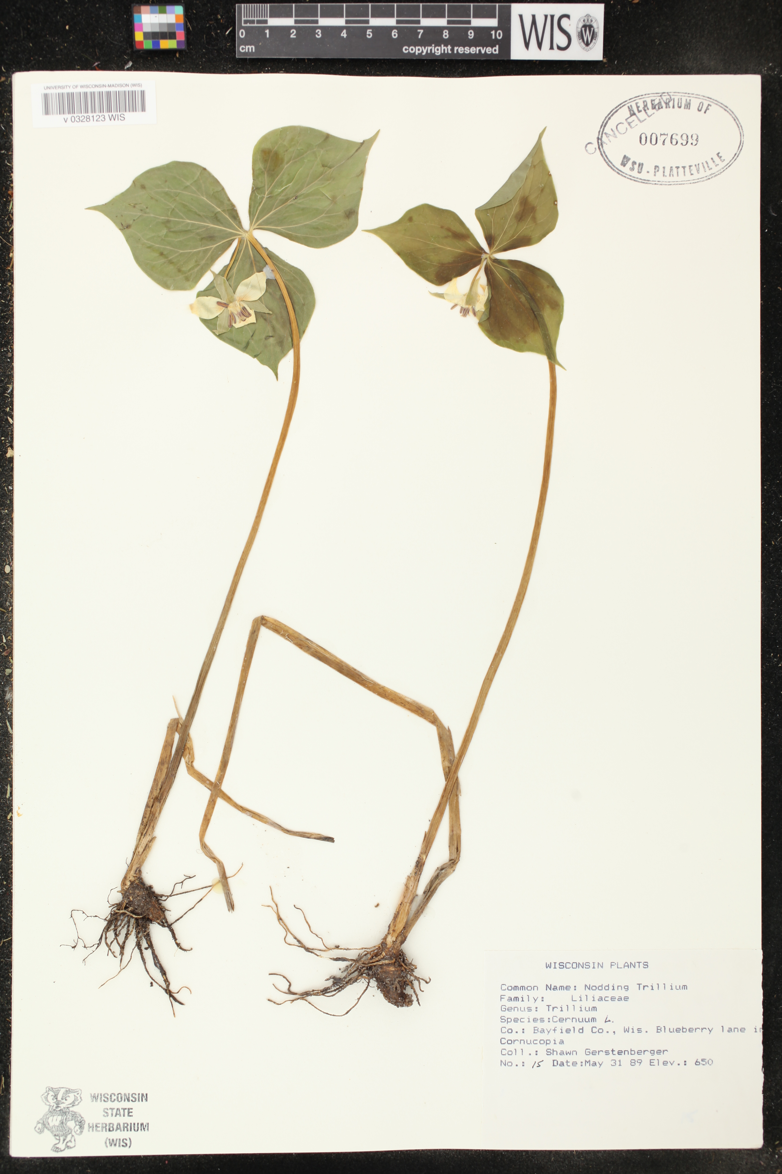 Trillium cernuum image