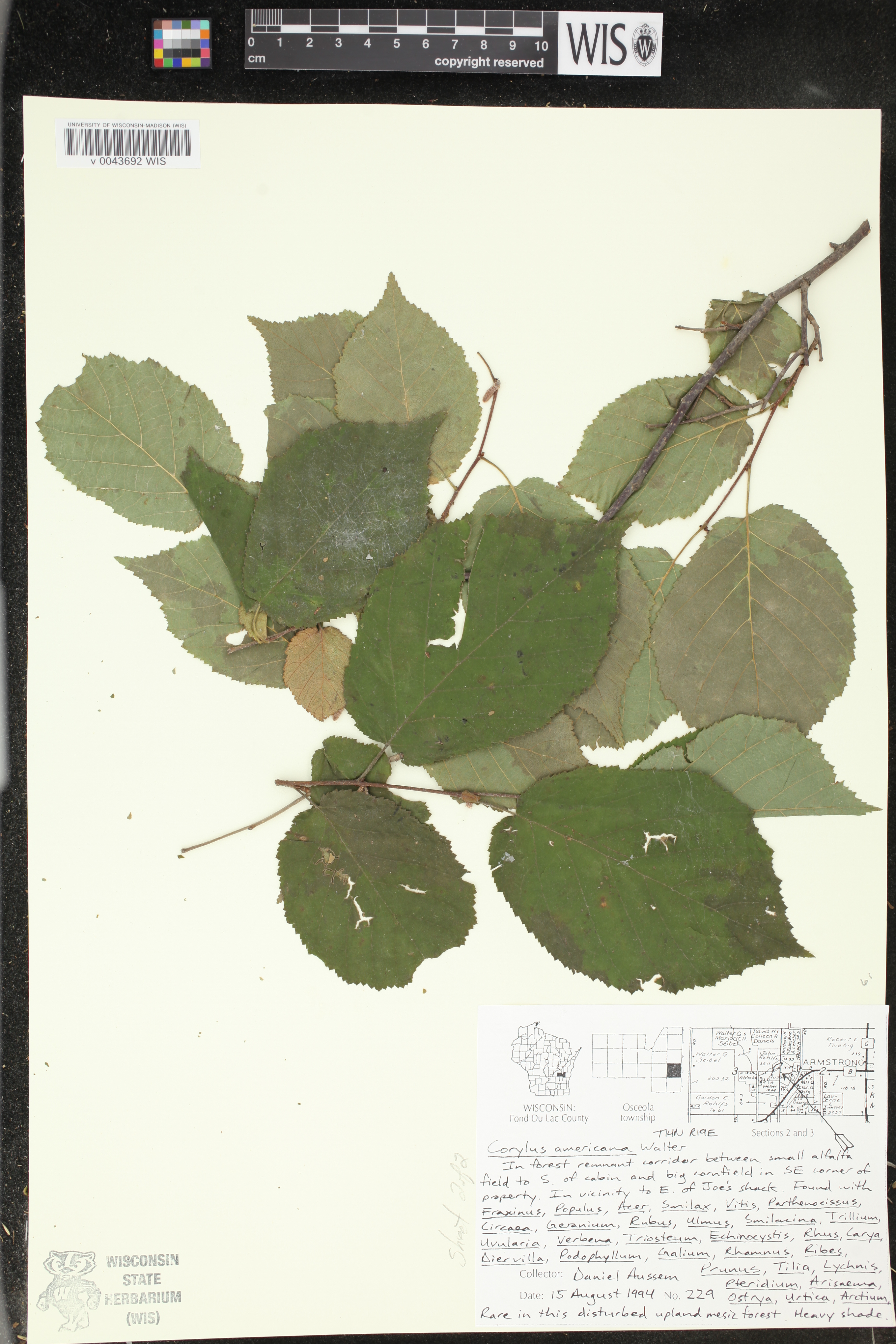 Corylus americana image