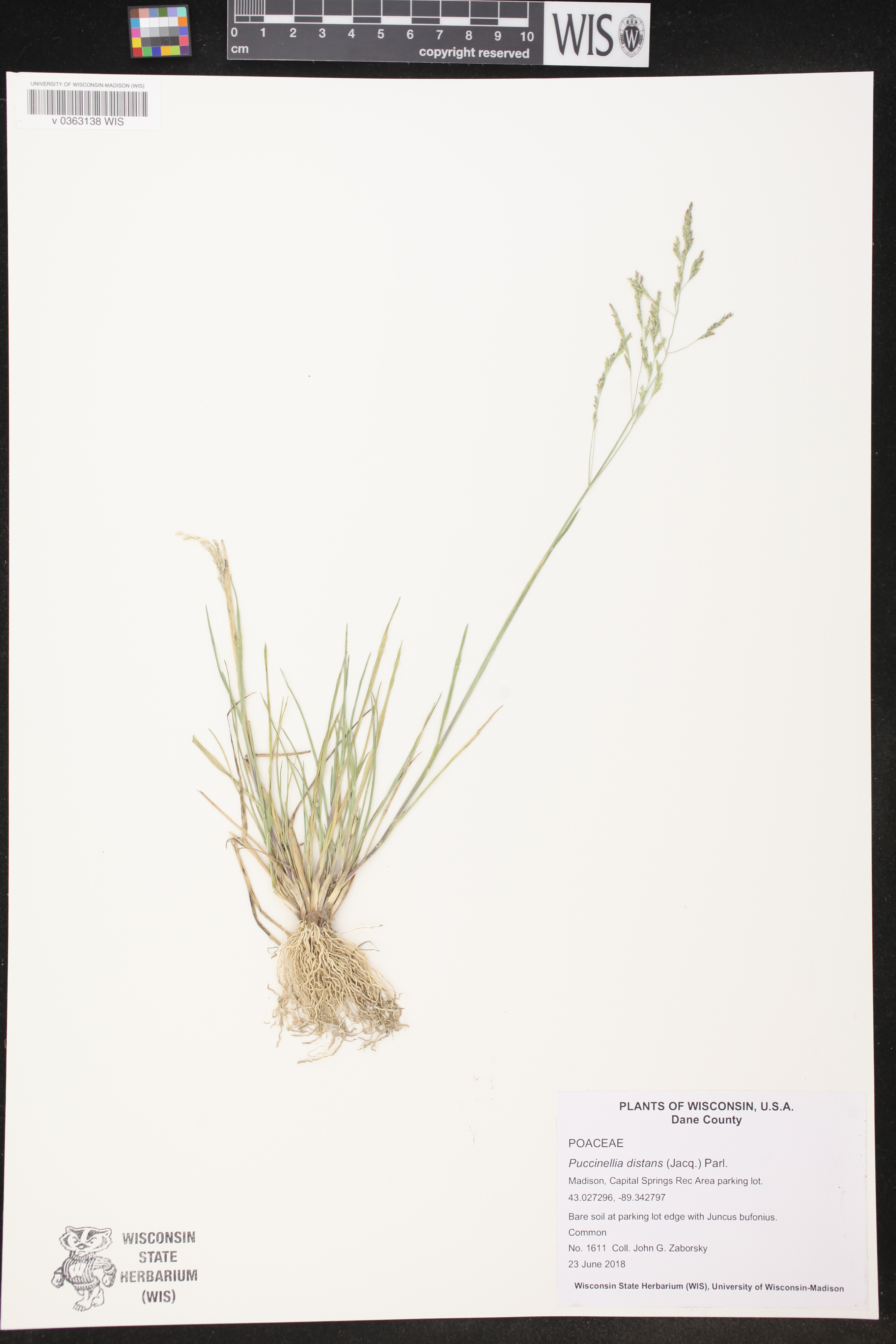 Puccinellia distans image