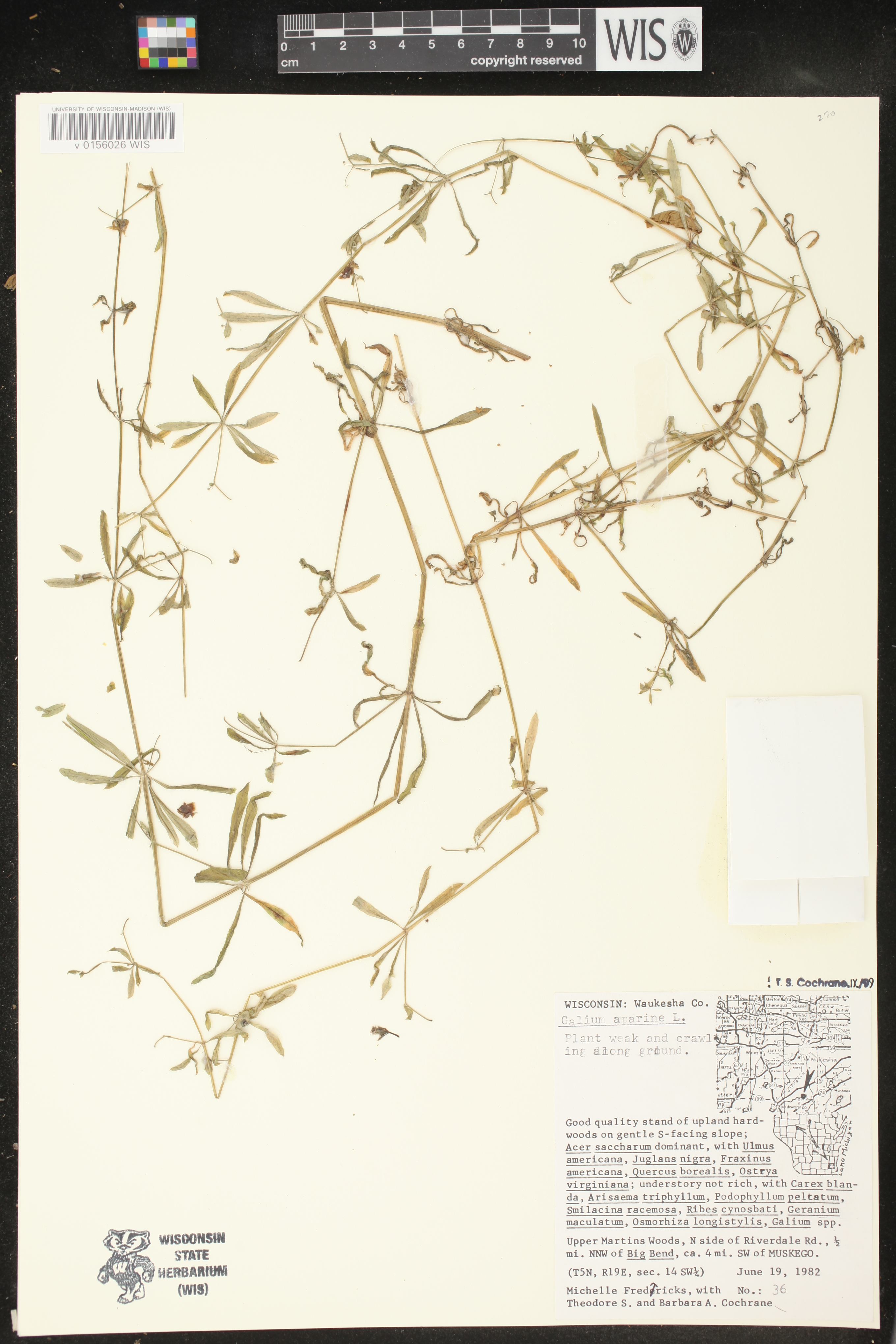 Galium aparine image