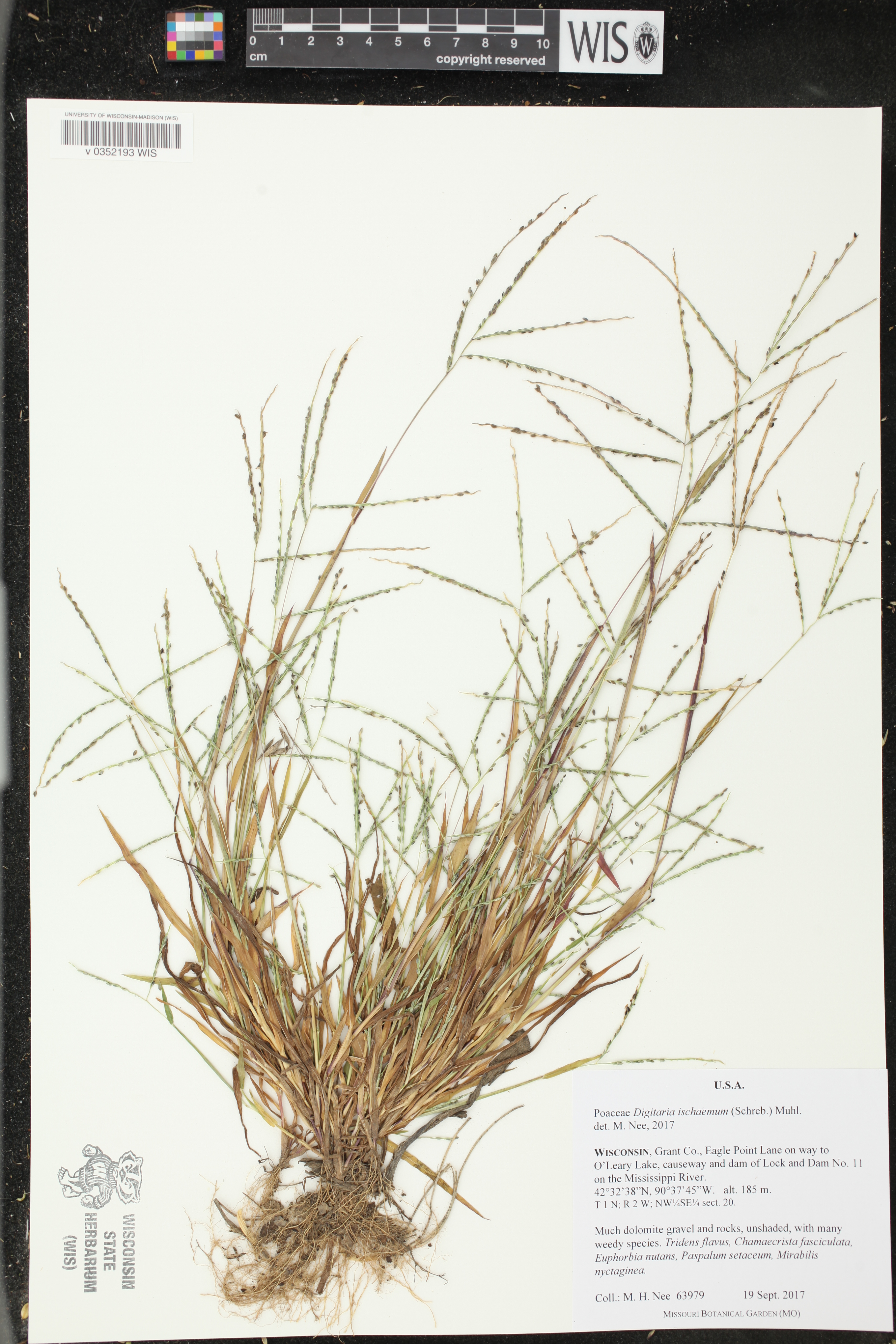 Digitaria ischaemum image