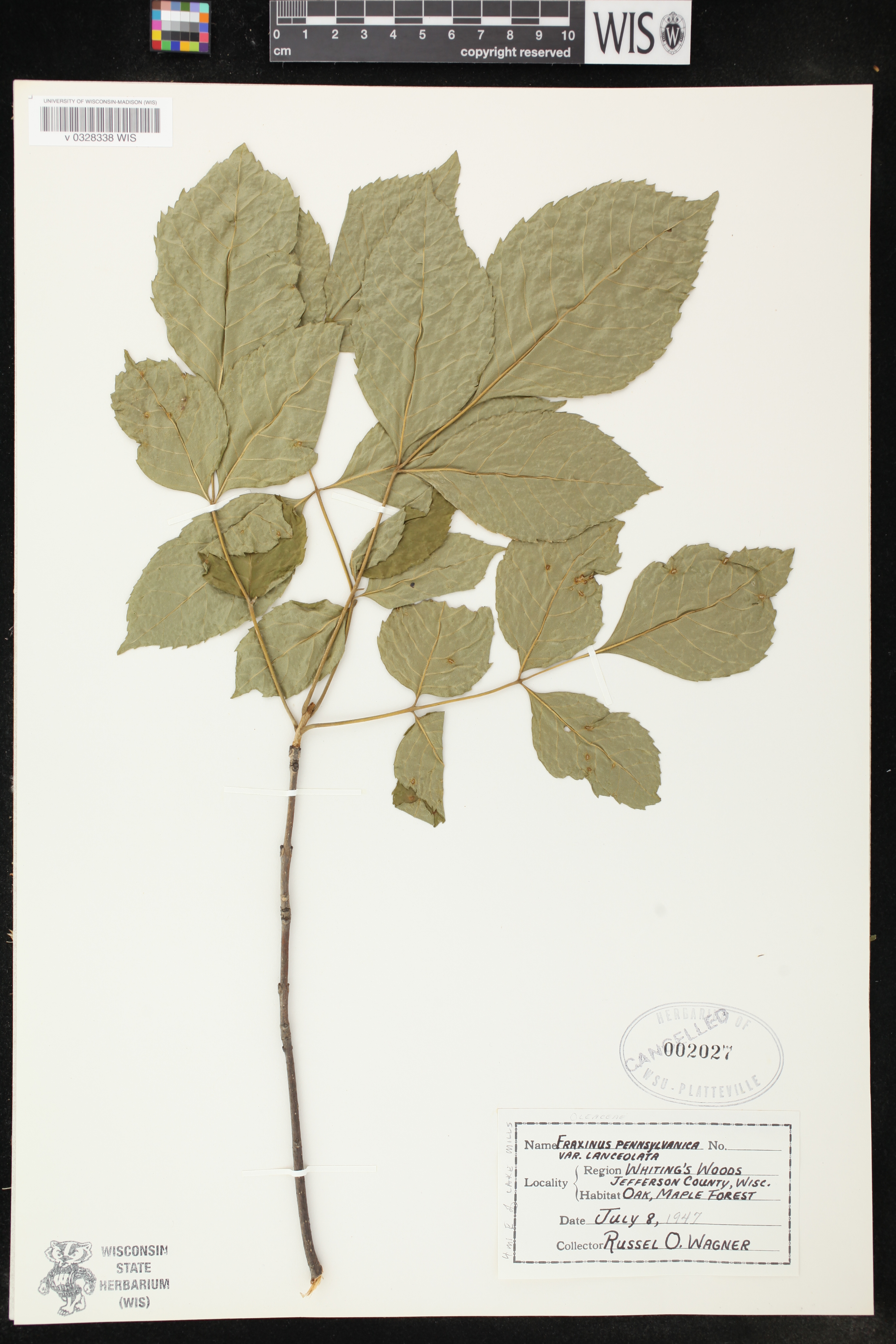 Fraxinus pennsylvanica image