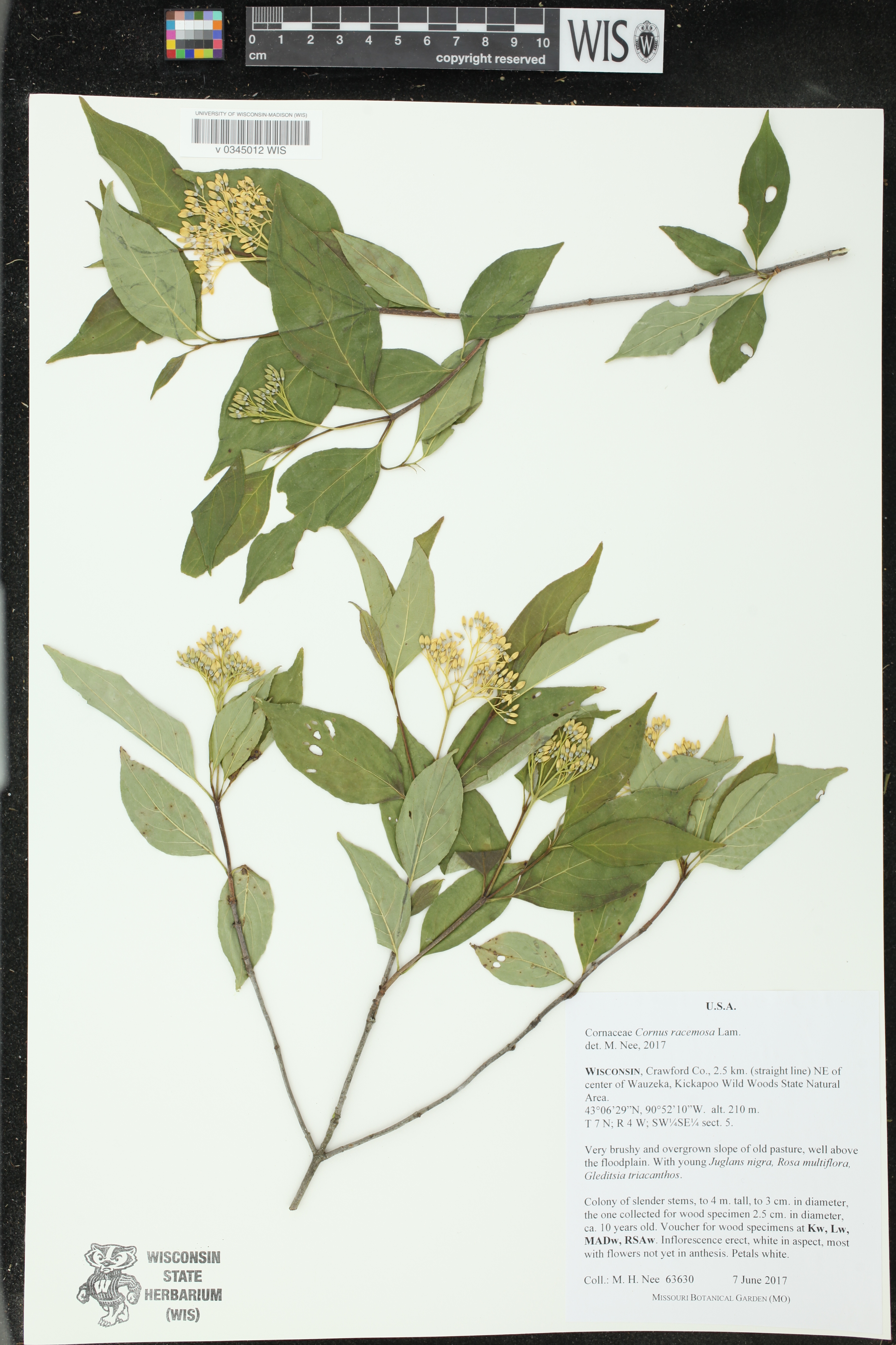 Cornus foemina subsp. racemosa image