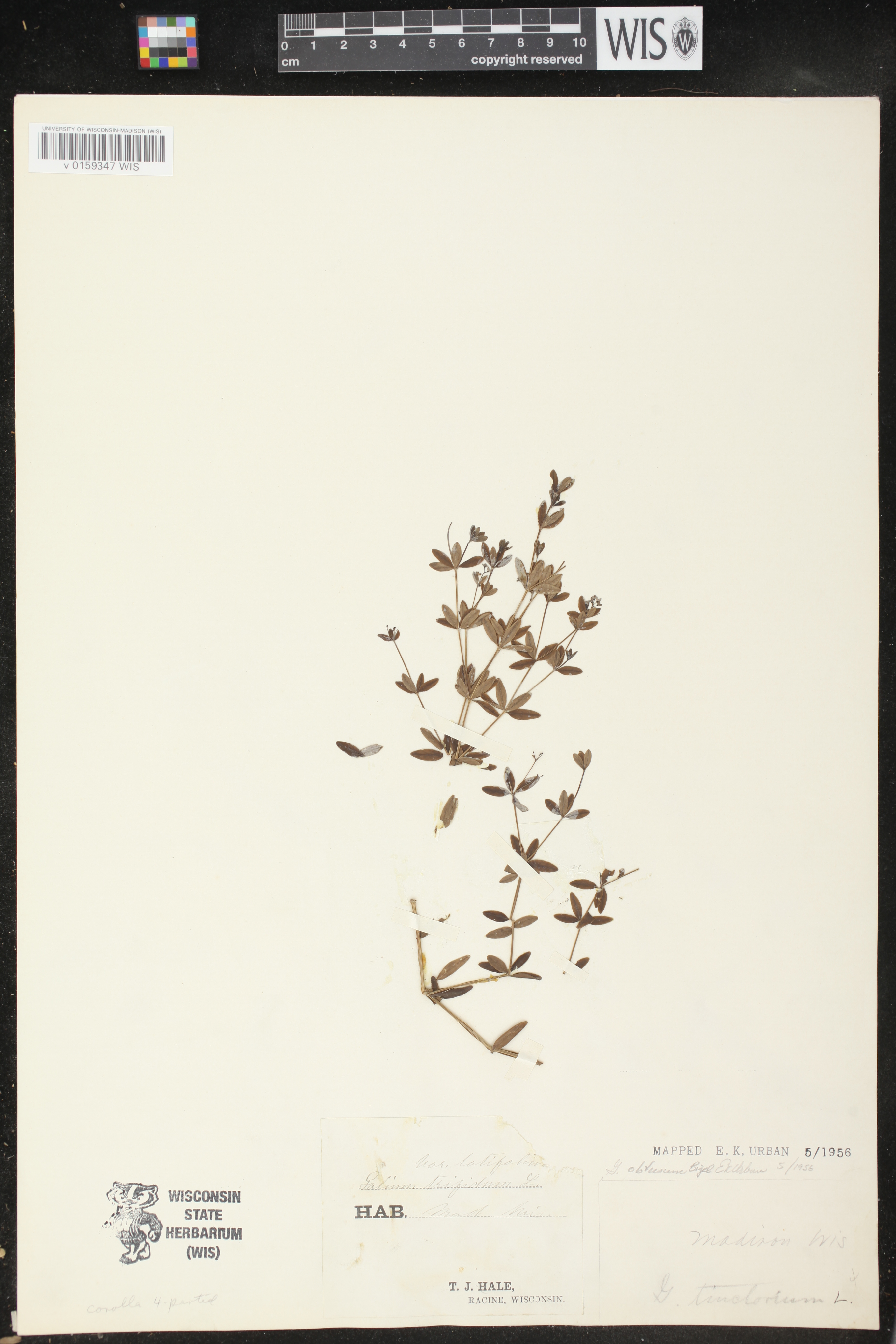 Galium obtusum subsp. obtusum image