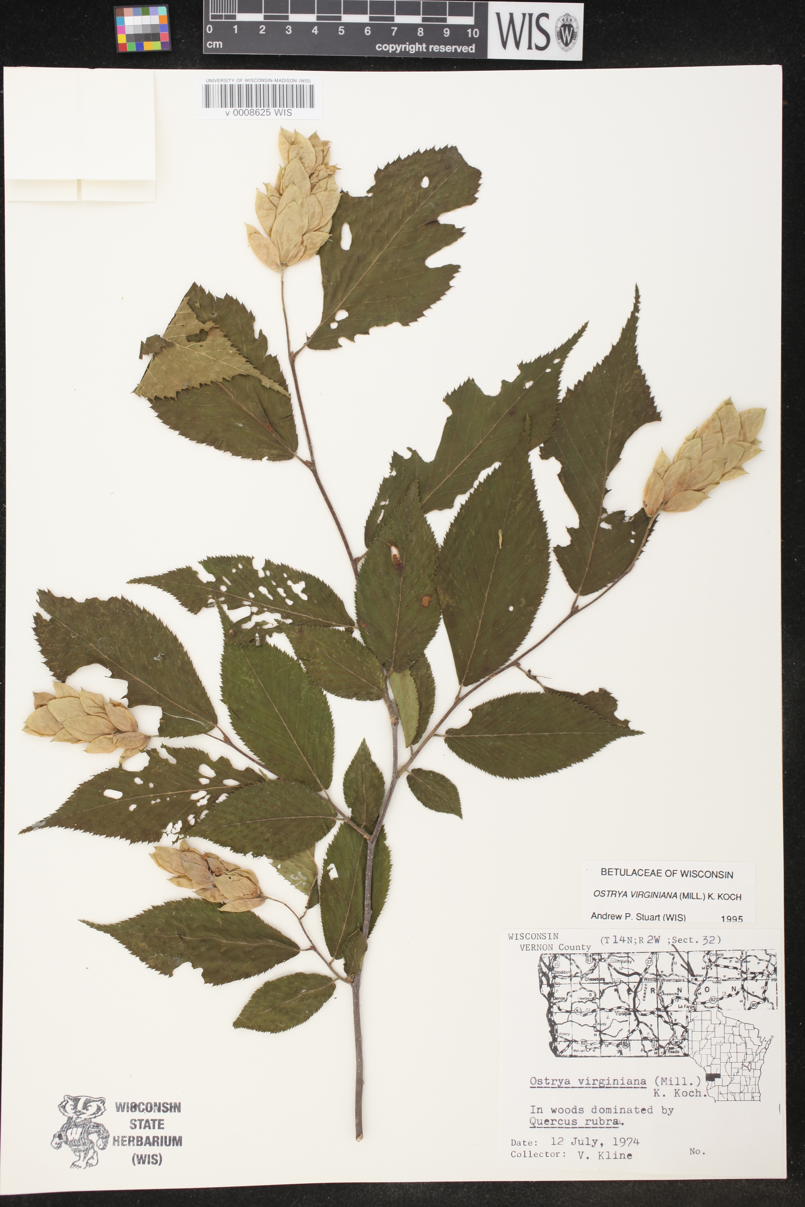 Ostrya virginiana image