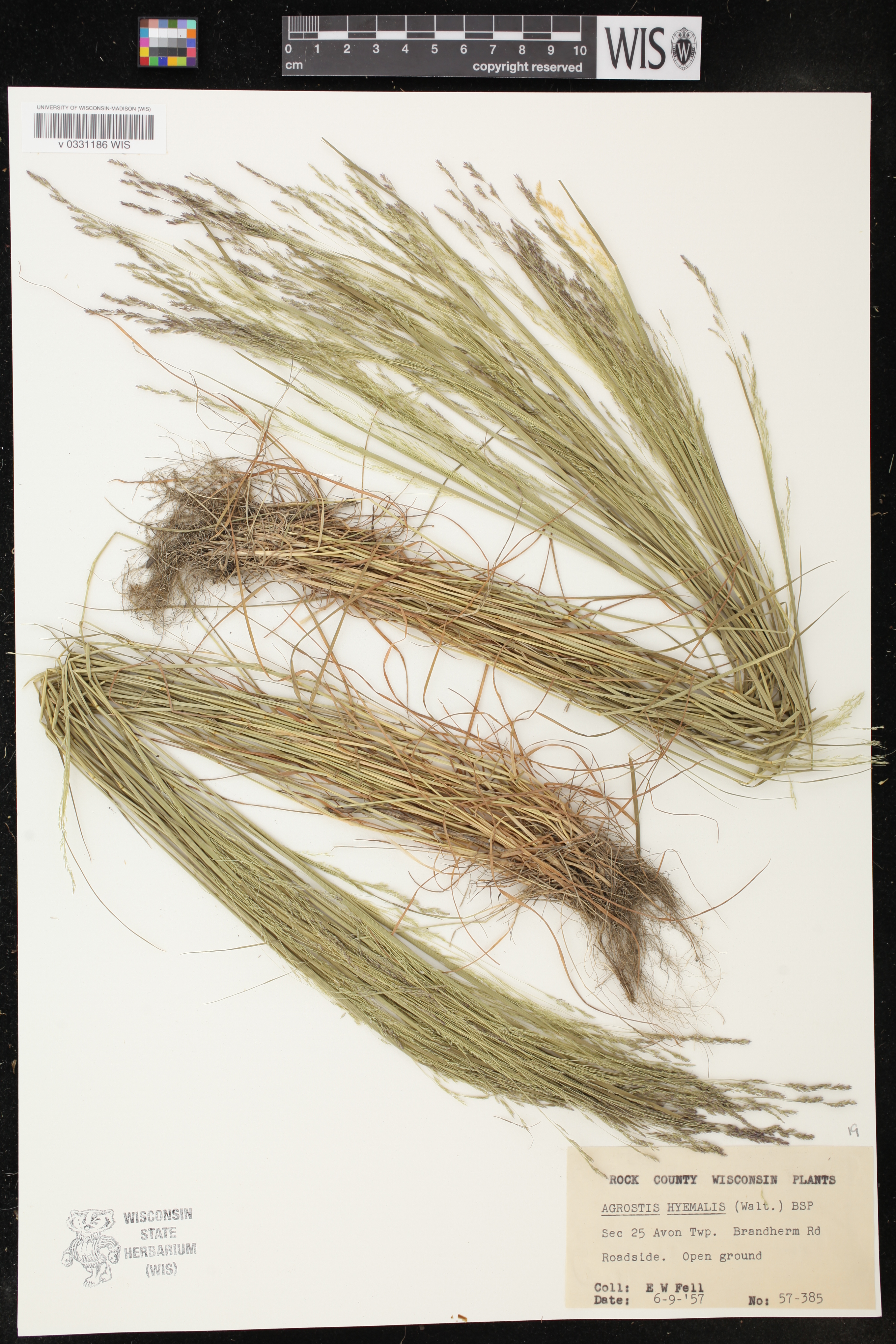 Agrostis hyemalis image