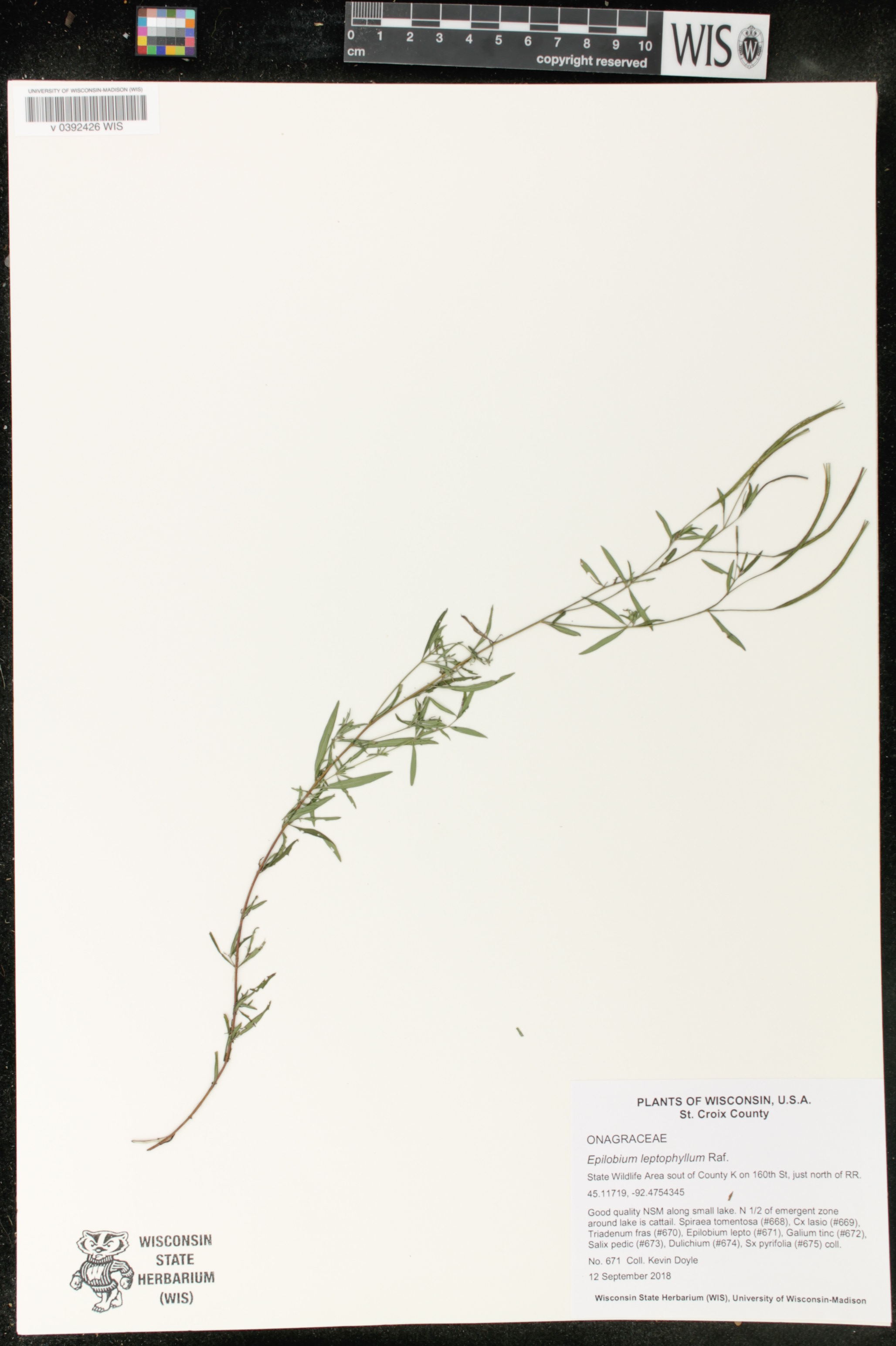 Epilobium leptophyllum image