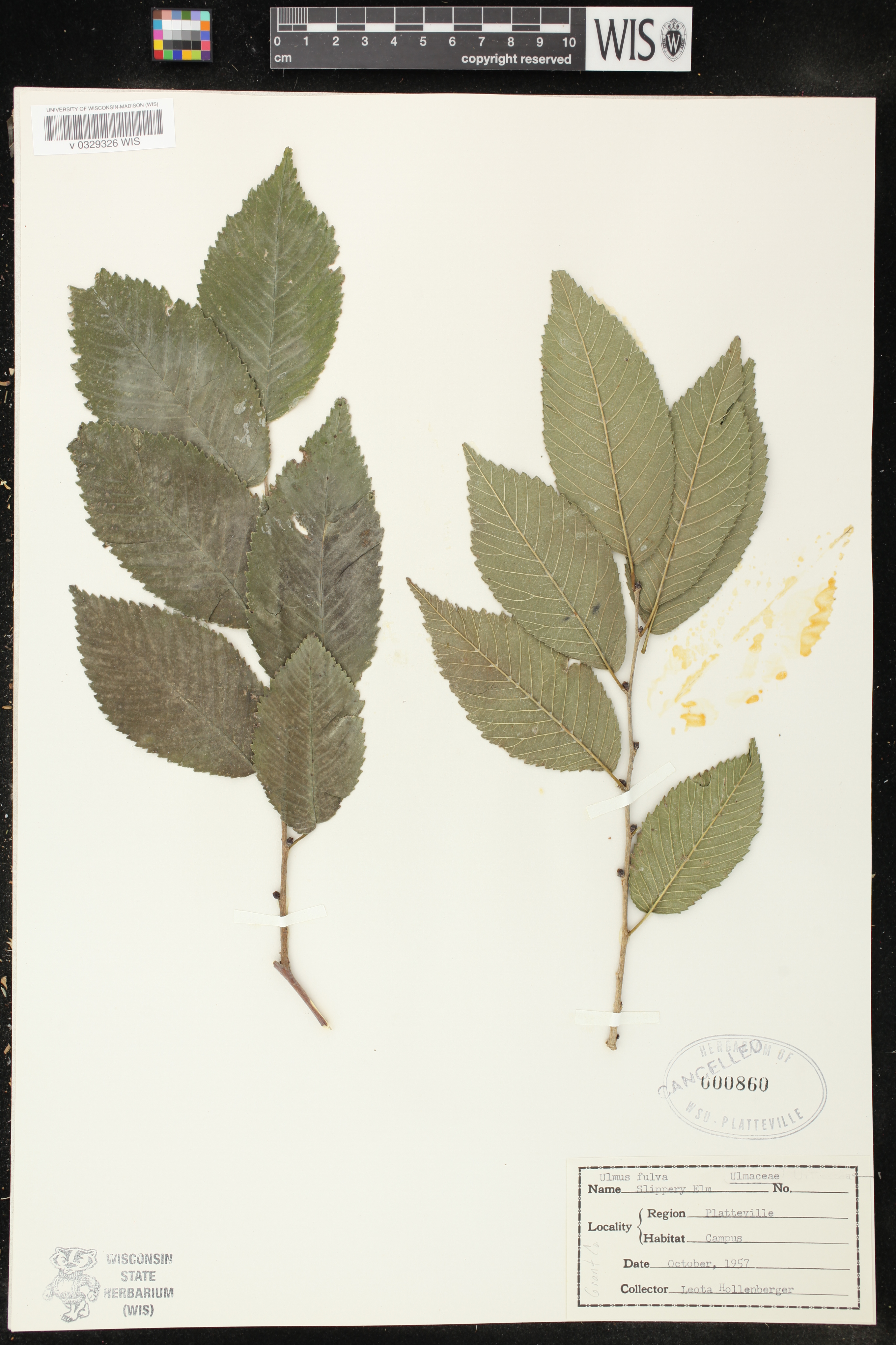 Ulmus rubra image