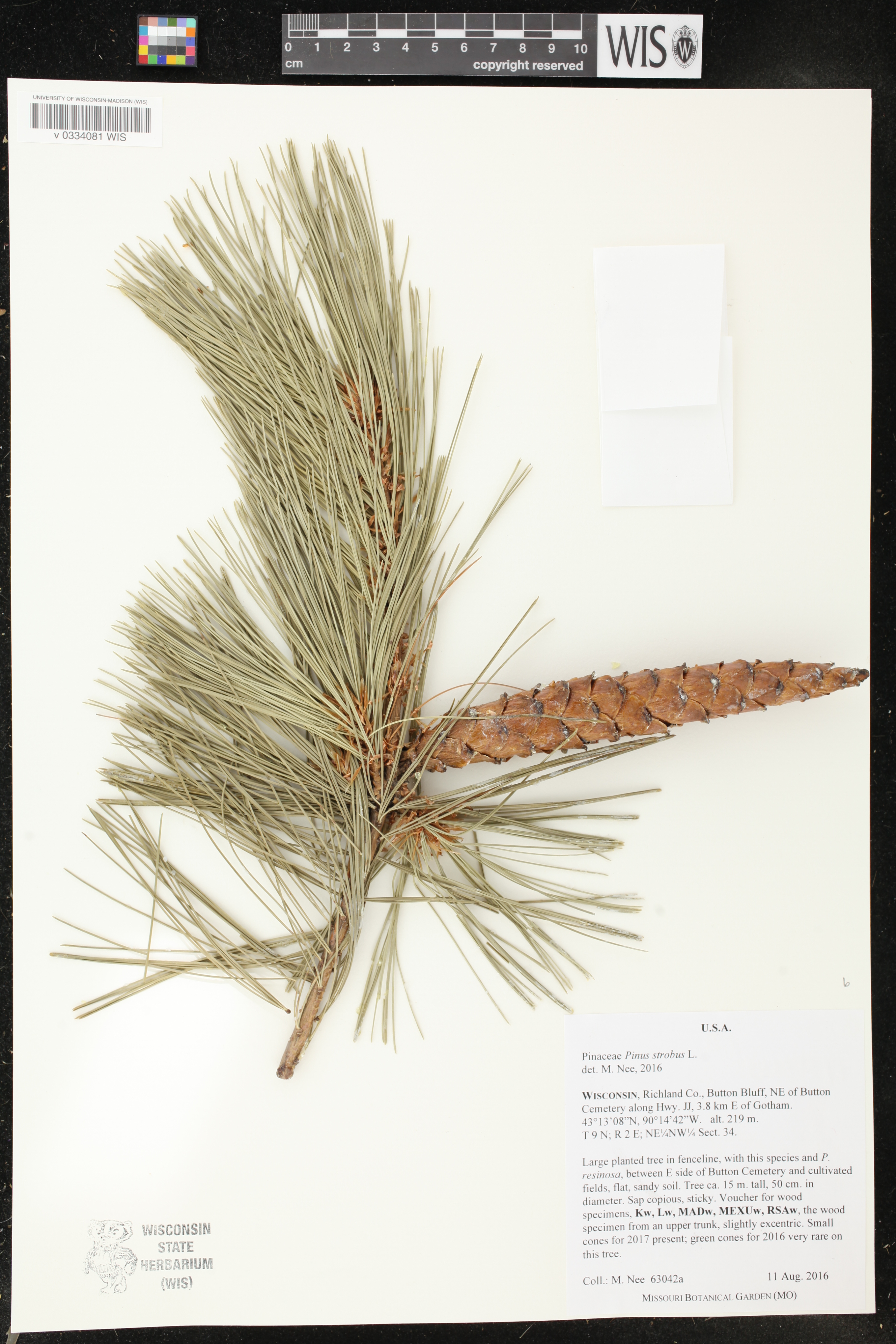 Pinus strobus image