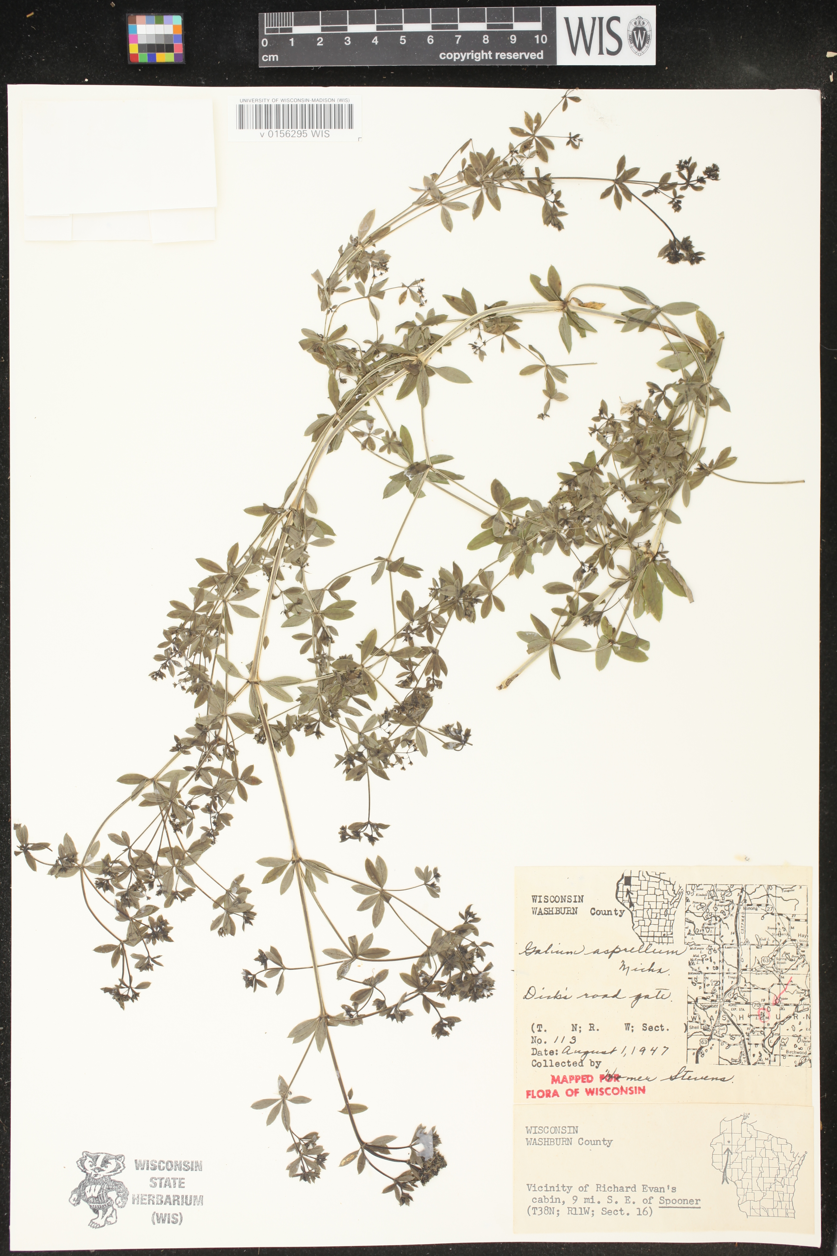 Galium asprellum image