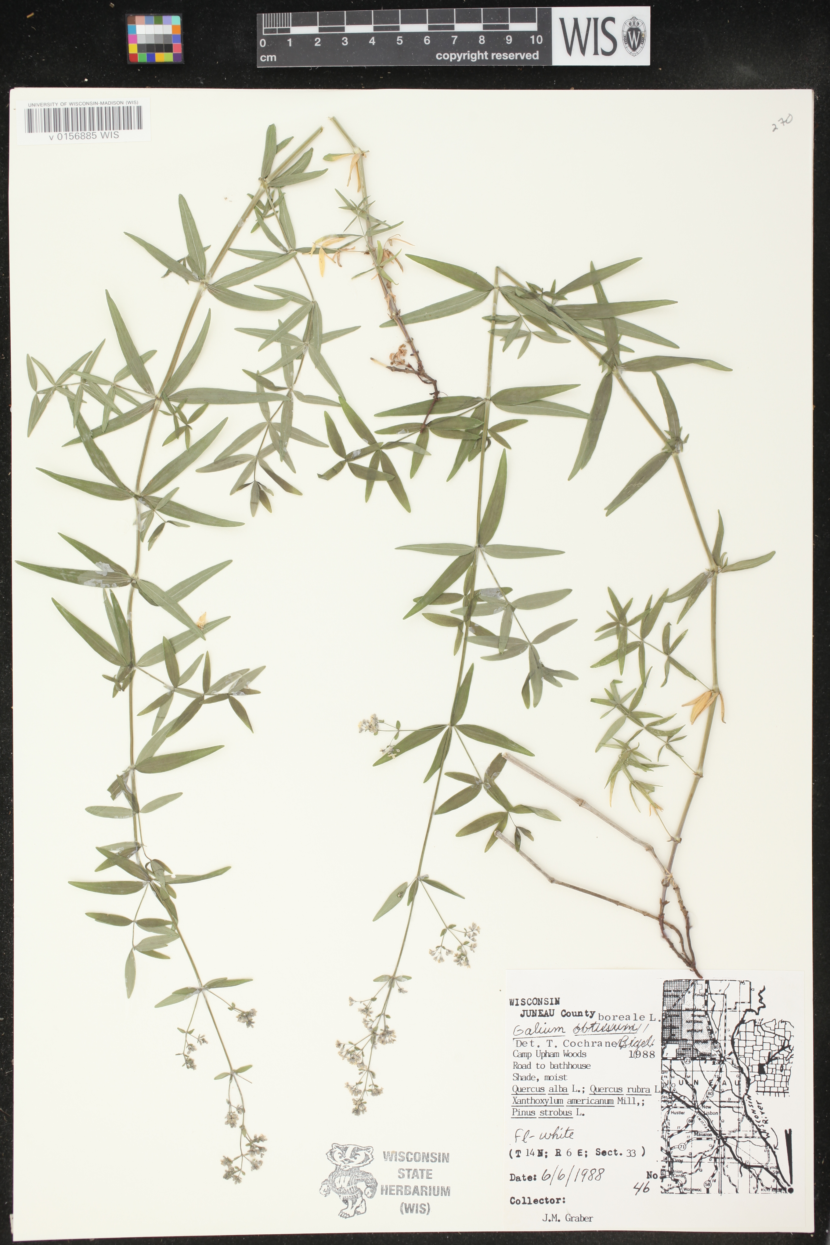 Galium boreale image