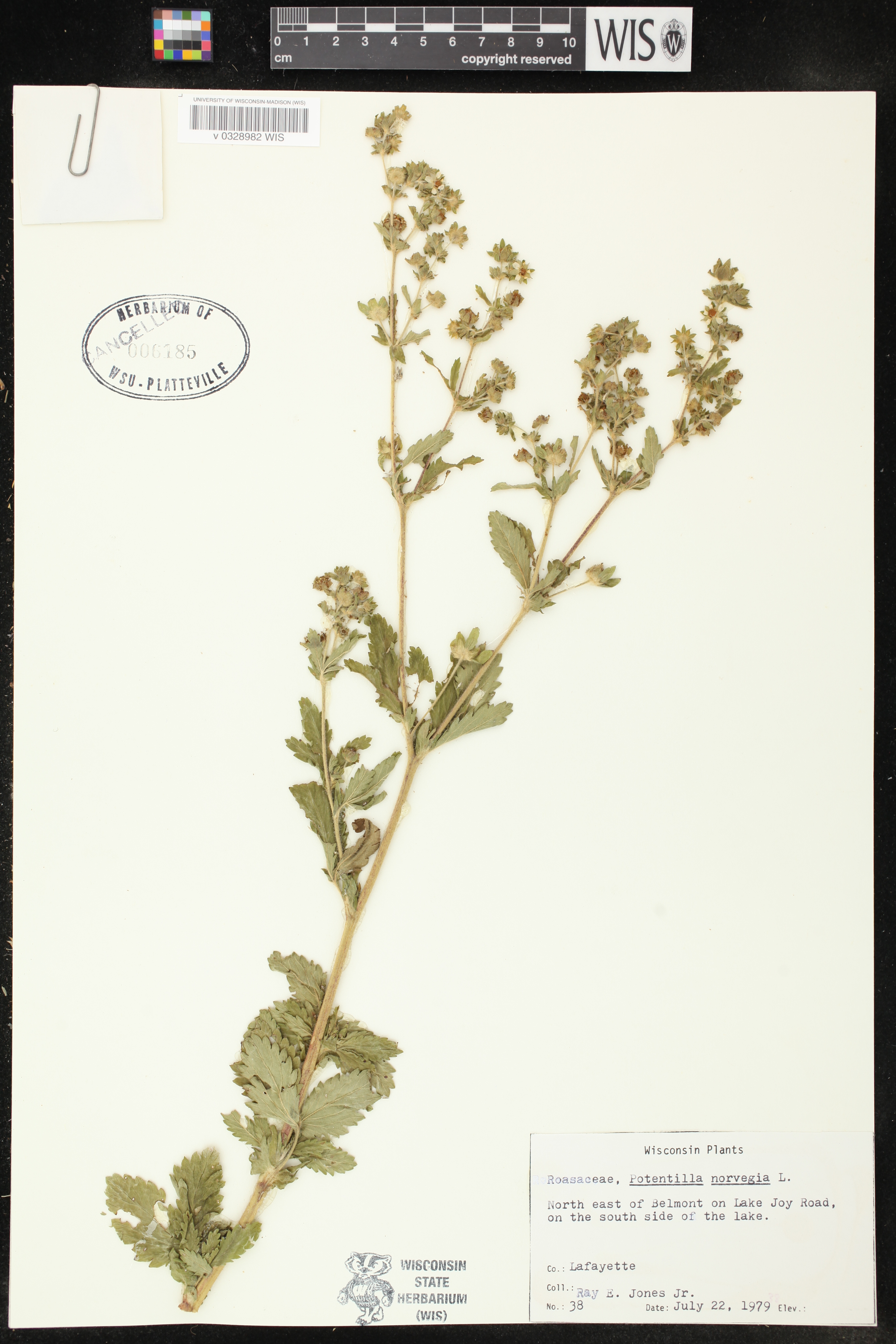 Potentilla norvegica image