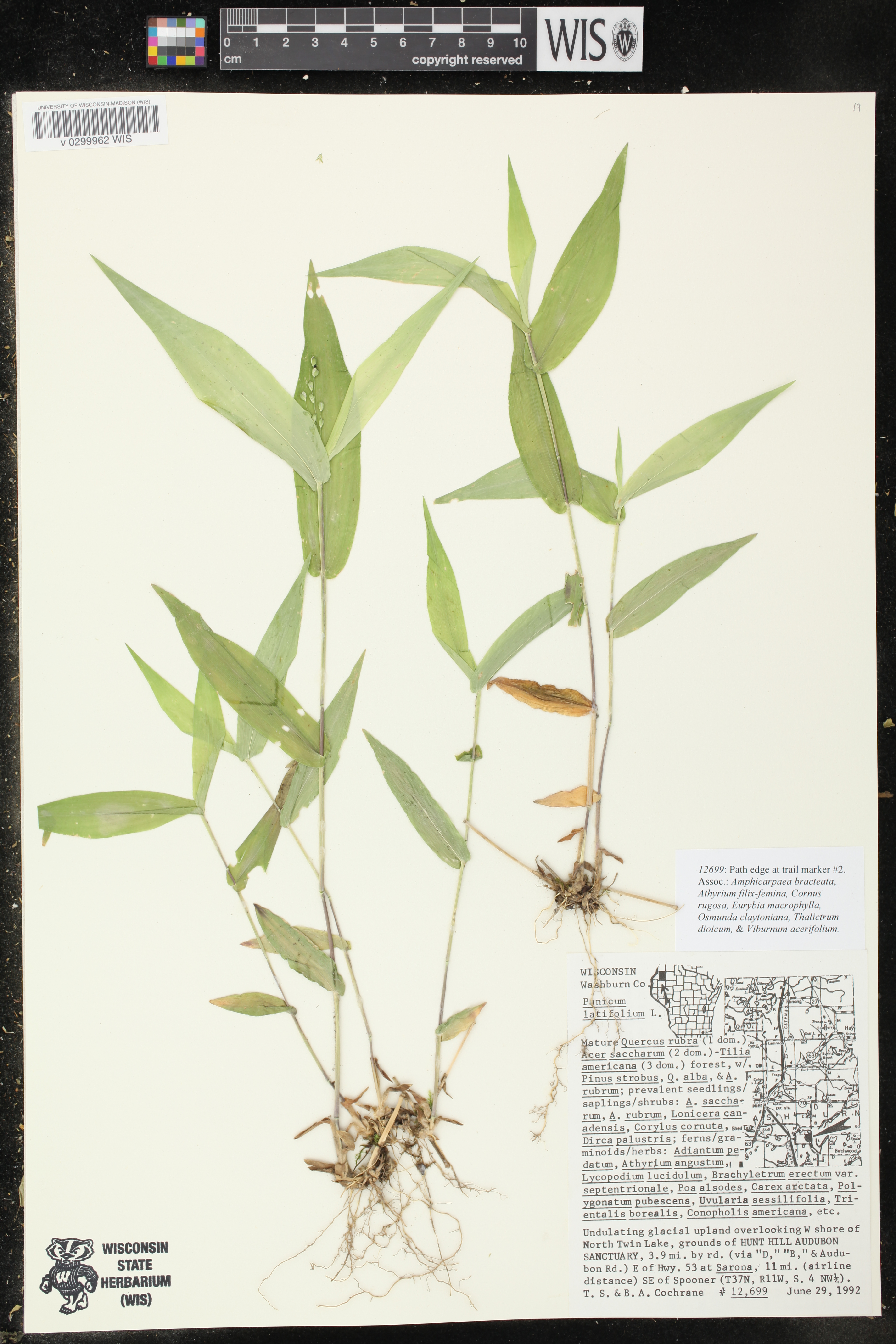 Dichanthelium latifolium image
