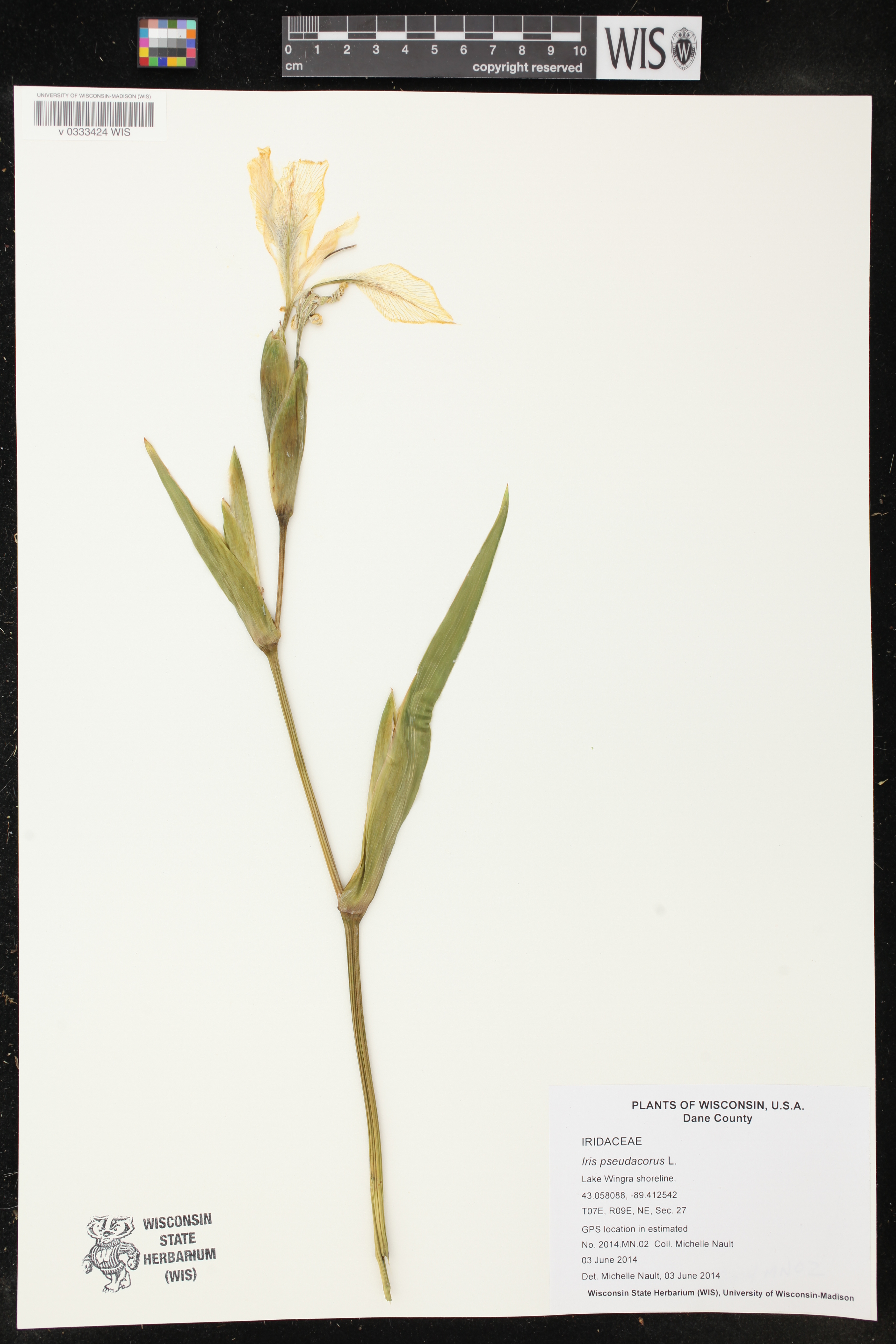 Iris pseudacorus image